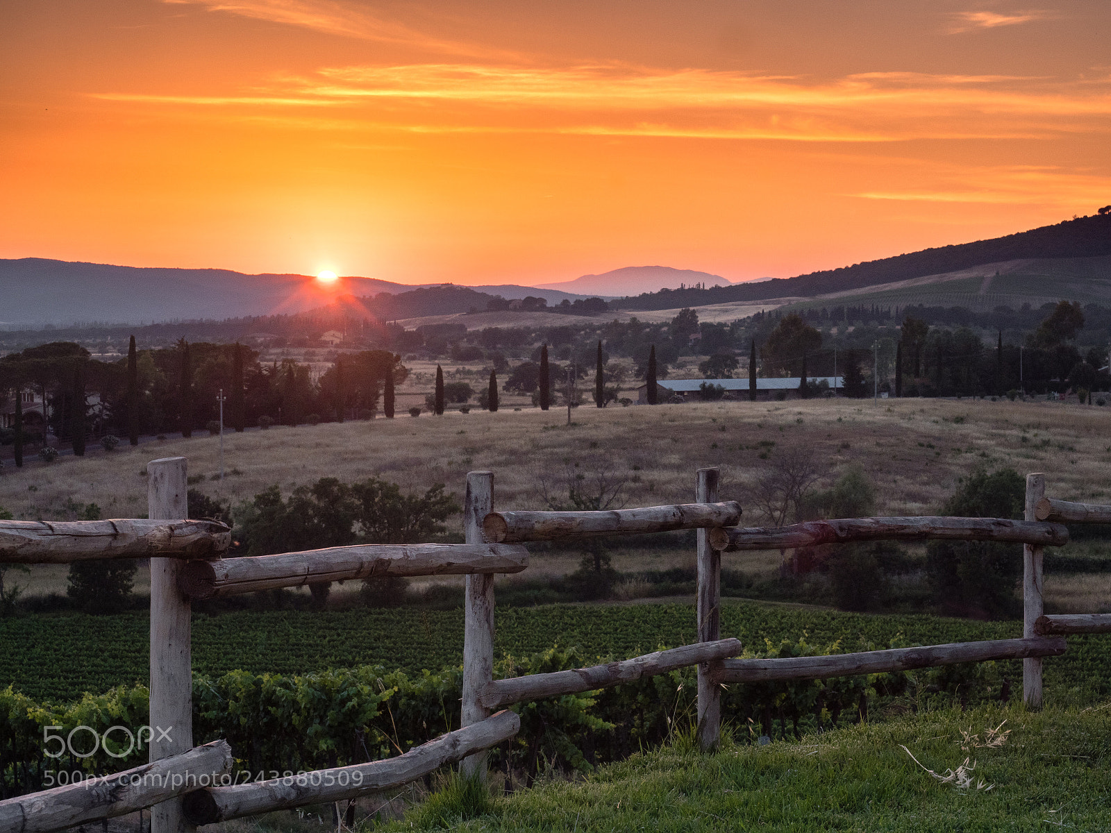 Olympus OM-D E-M1 Mark II sample photo. Evening gold photography