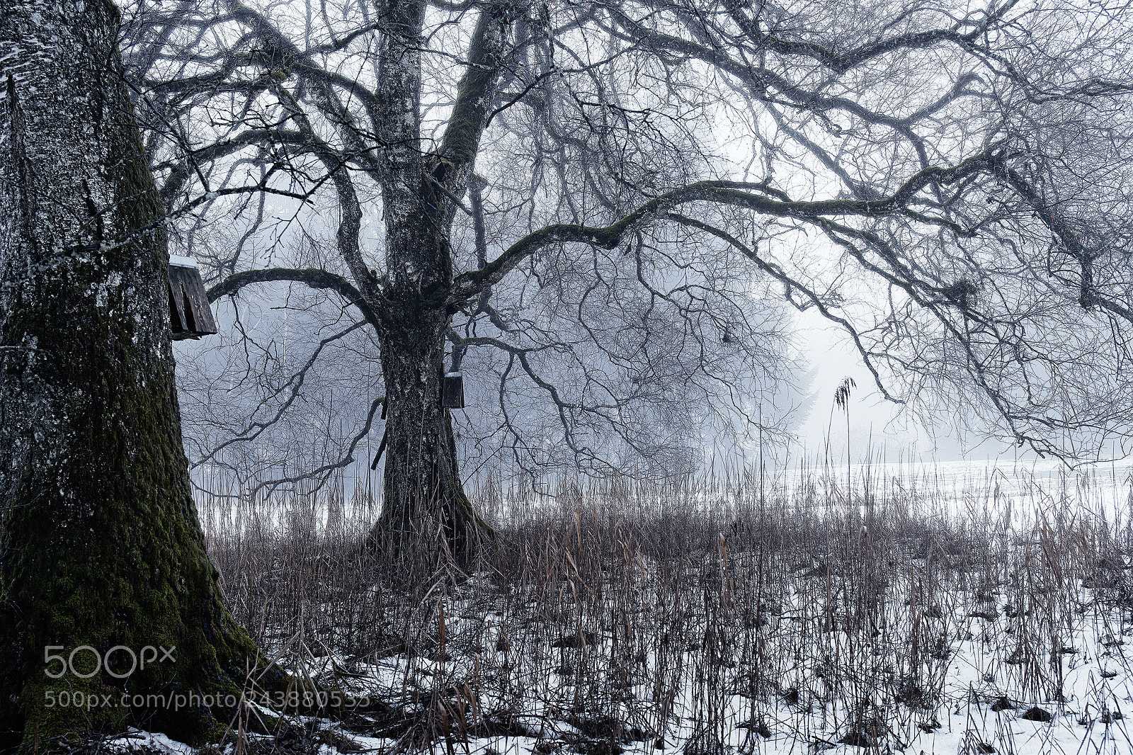 Sony a7 II sample photo. Cold tree photography