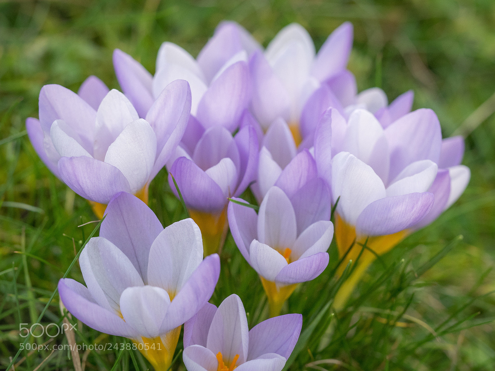 Olympus OM-D E-M1 sample photo. Crocuses photography