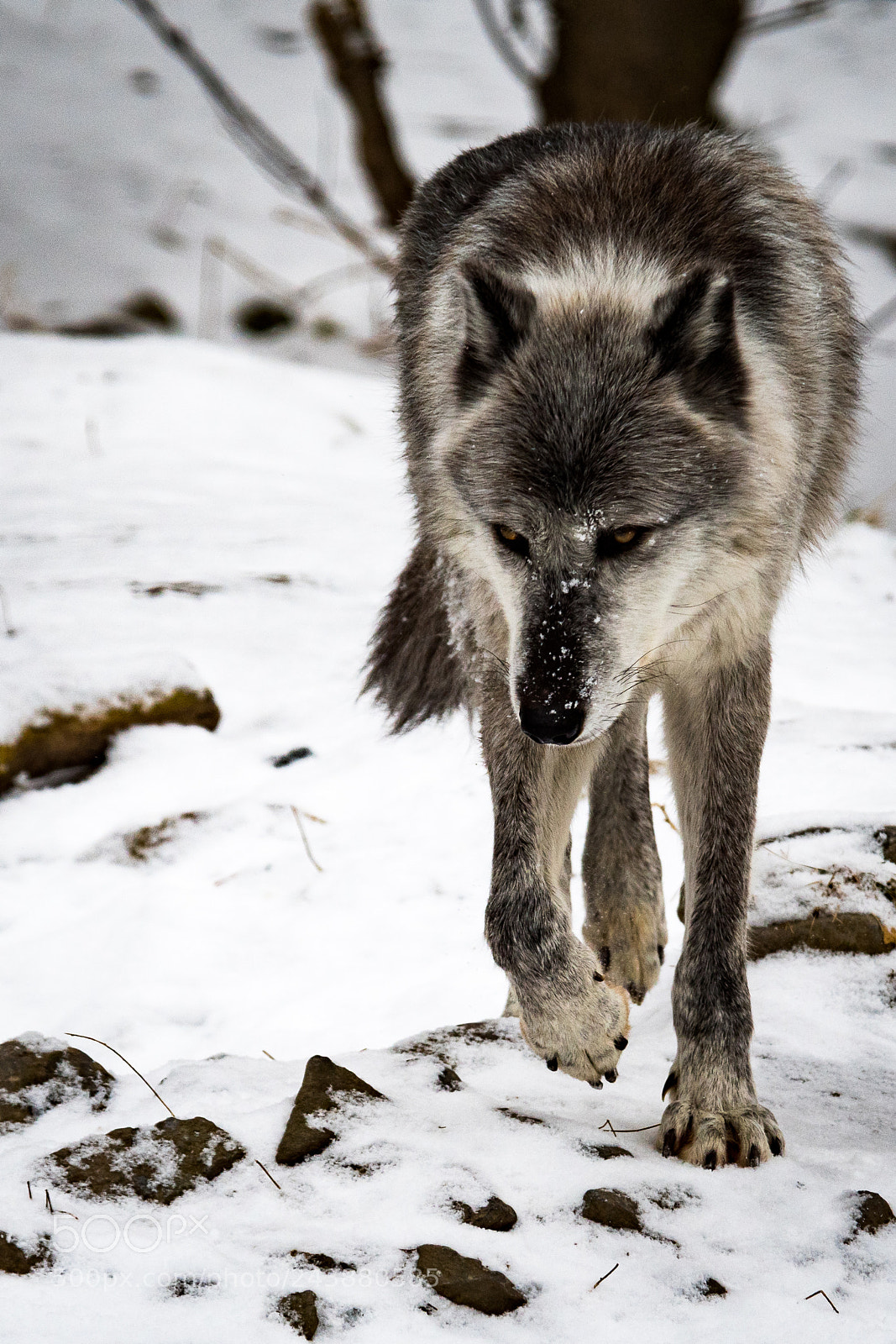 Nikon D500 sample photo. Gray wolf photography