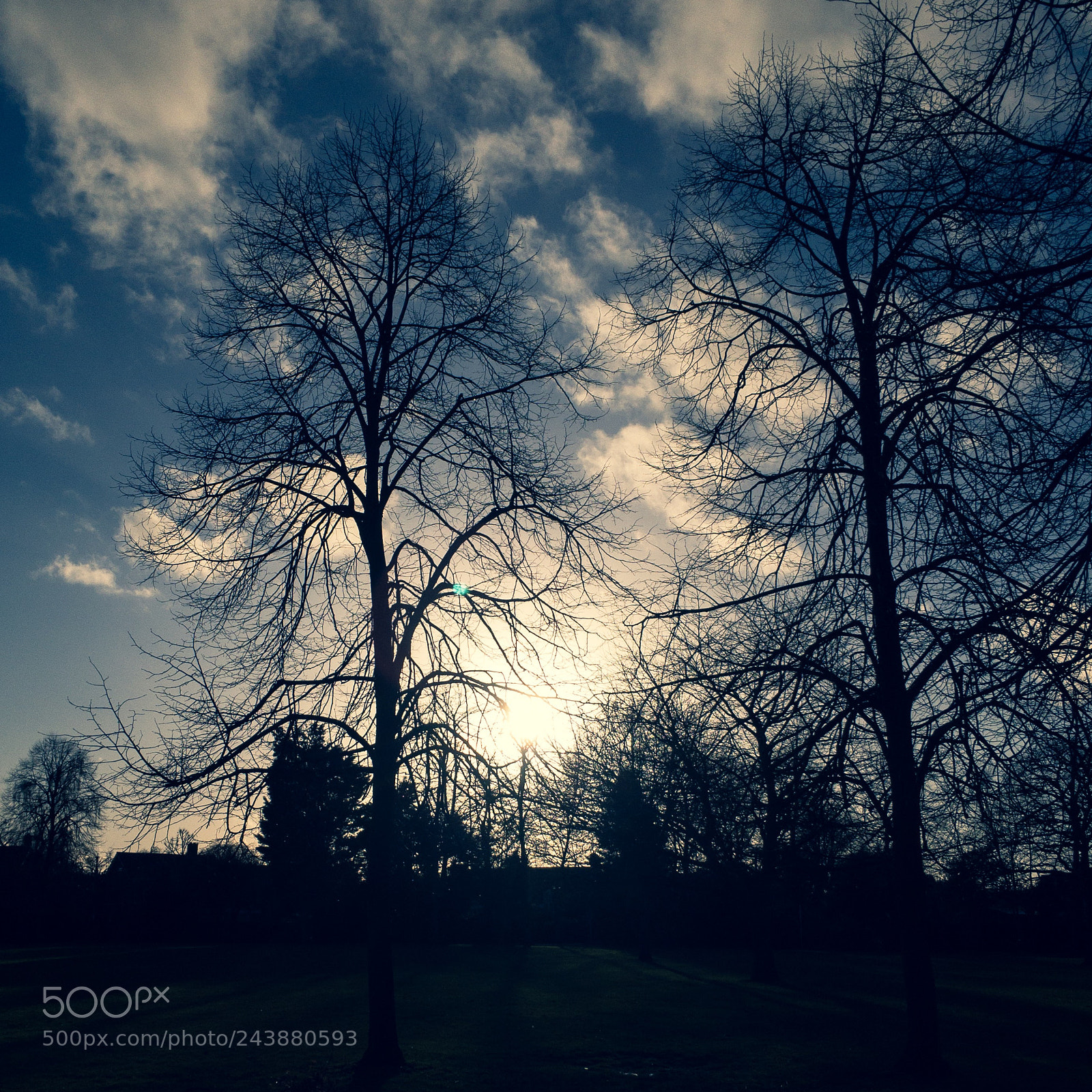 Apple iPhone 6s sample photo. Winter tree silhouette photography