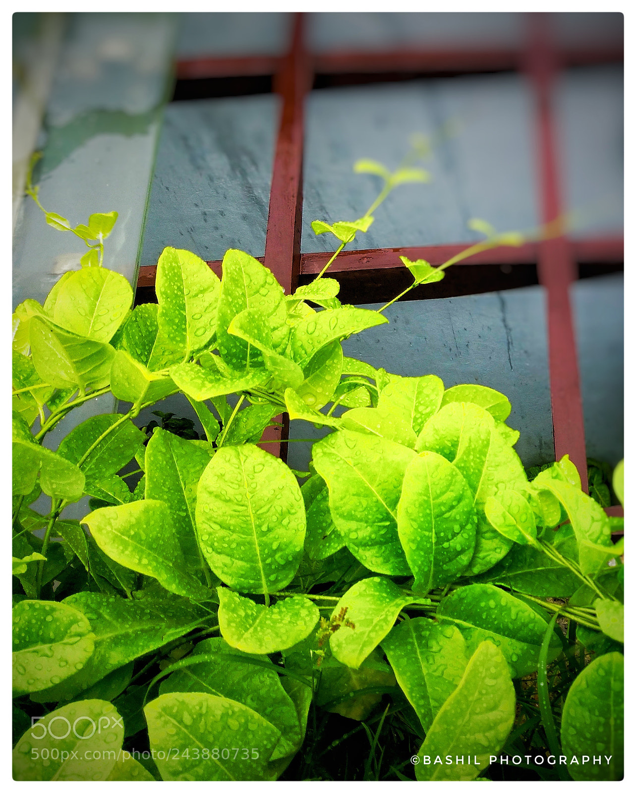 Samsung Galaxy Note4 sample photo. After the rain photography
