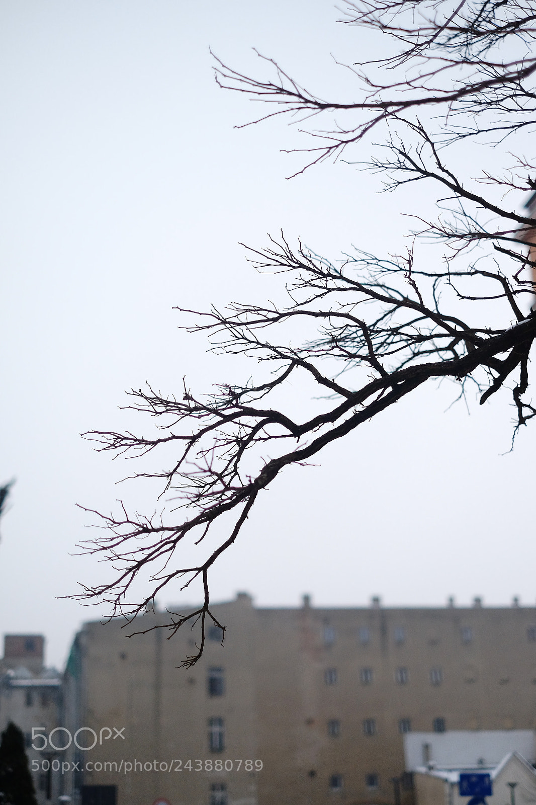 Fujifilm X-T1 sample photo. Winter is coming photography