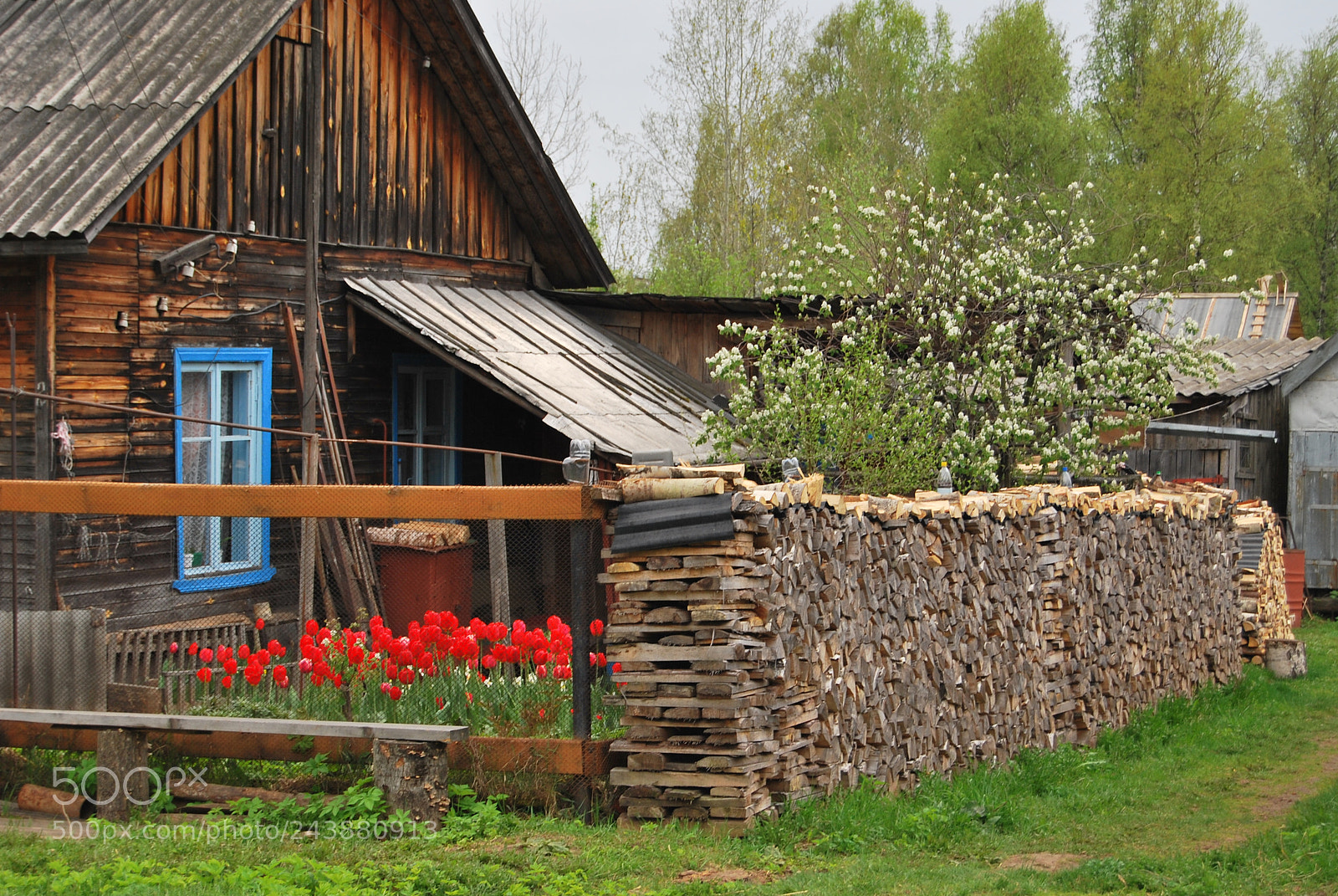 Nikon D60 sample photo. Палисадник с тюльпанами photography