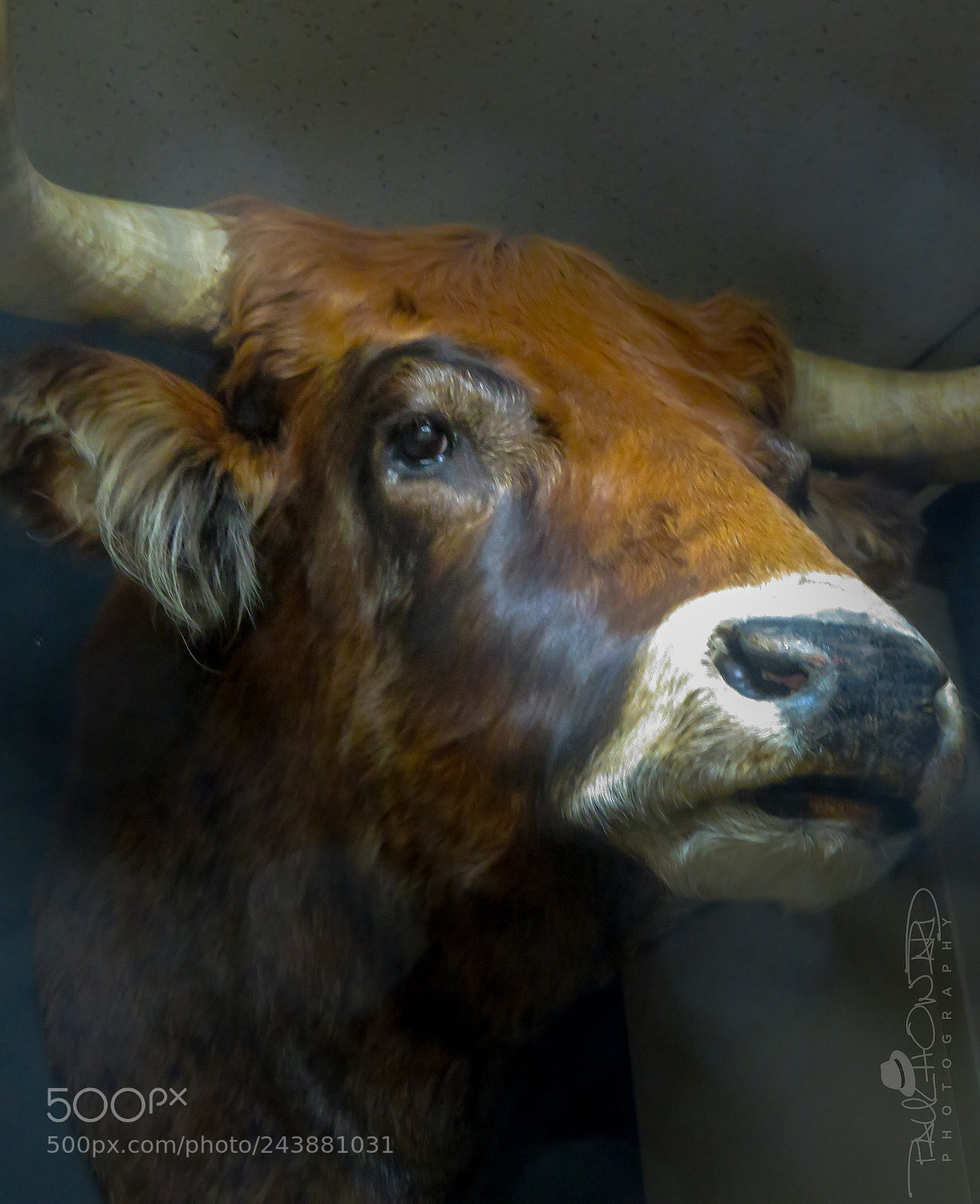 Canon PowerShot SX710 HS sample photo. Day 350: no bull photography