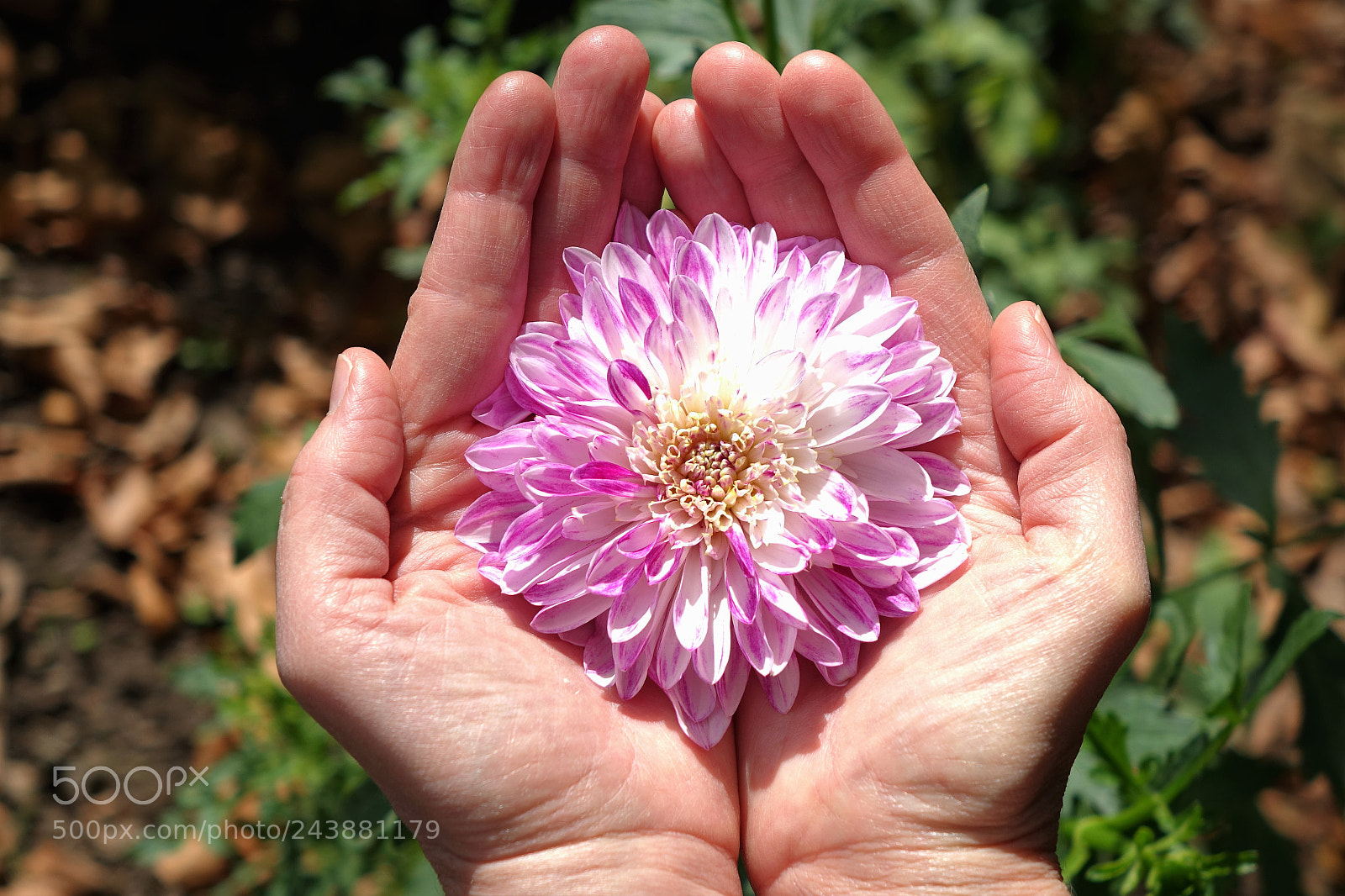 Sony Cyber-shot DSC-RX10 sample photo. Flower in hands photography