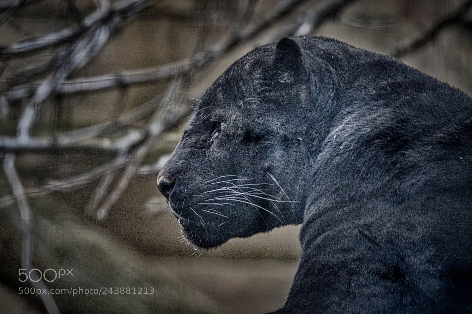 Nikon D7200 sample photo. Panther luminar2018 photography