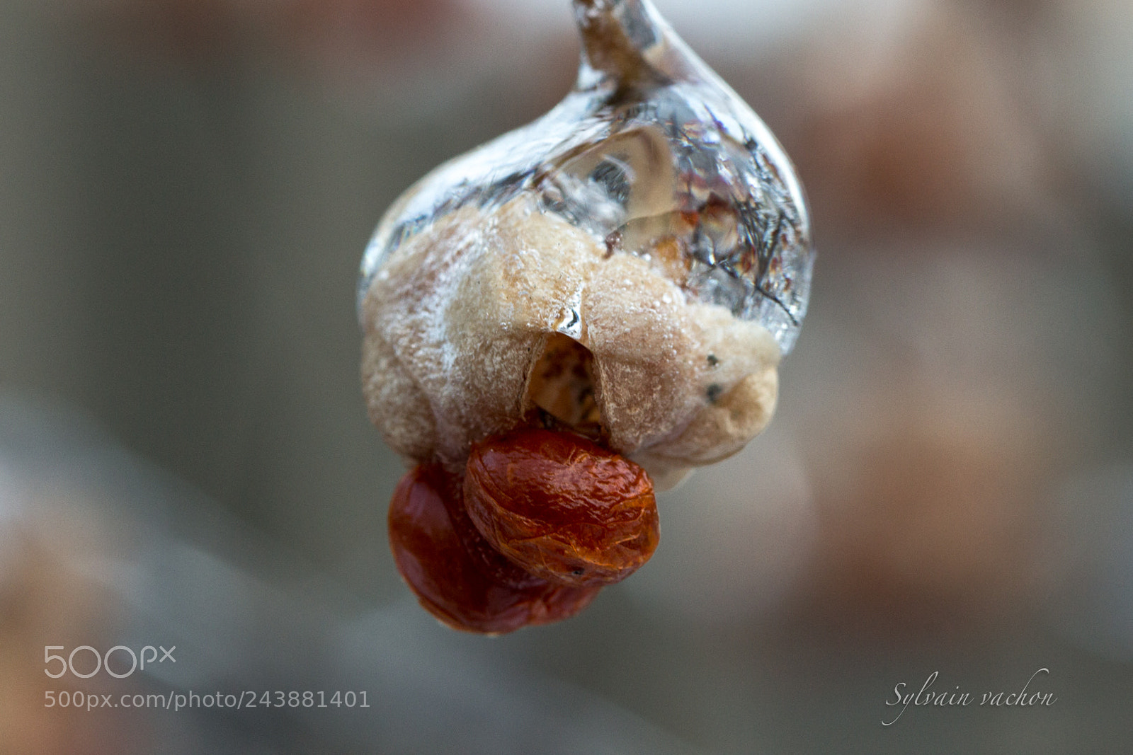 Canon EOS 60D sample photo. Verglas photography
