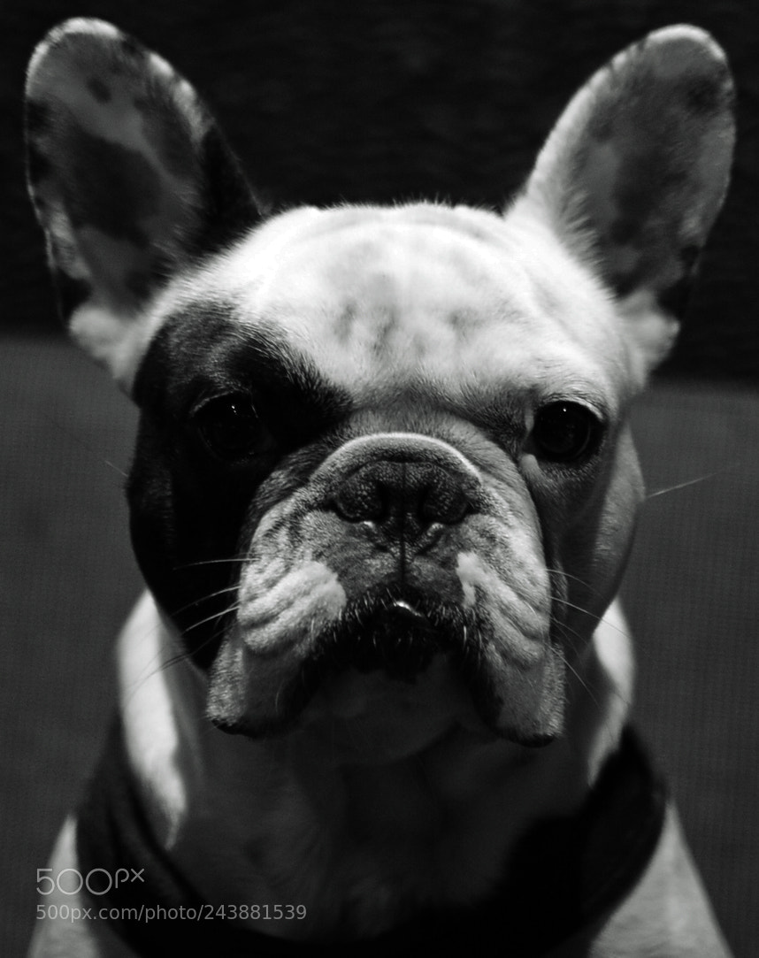 Nikon D7100 sample photo. Bad boy ... photography