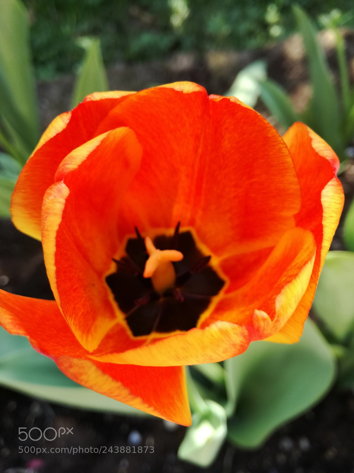 HUAWEI P9 LITE sample photo. Flowey photography