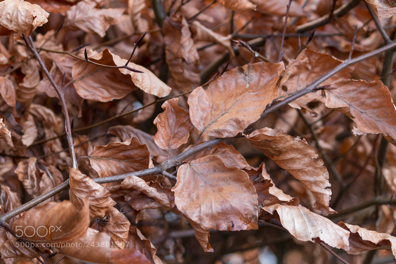 Canon EOS 70D sample photo. Dead brown leaves photography