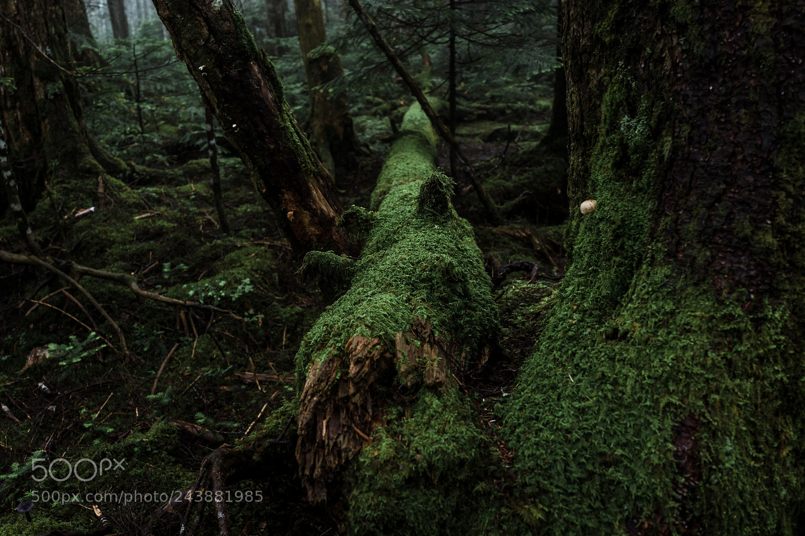 Sony Cyber-shot DSC-RX1R sample photo. Into the forest photography