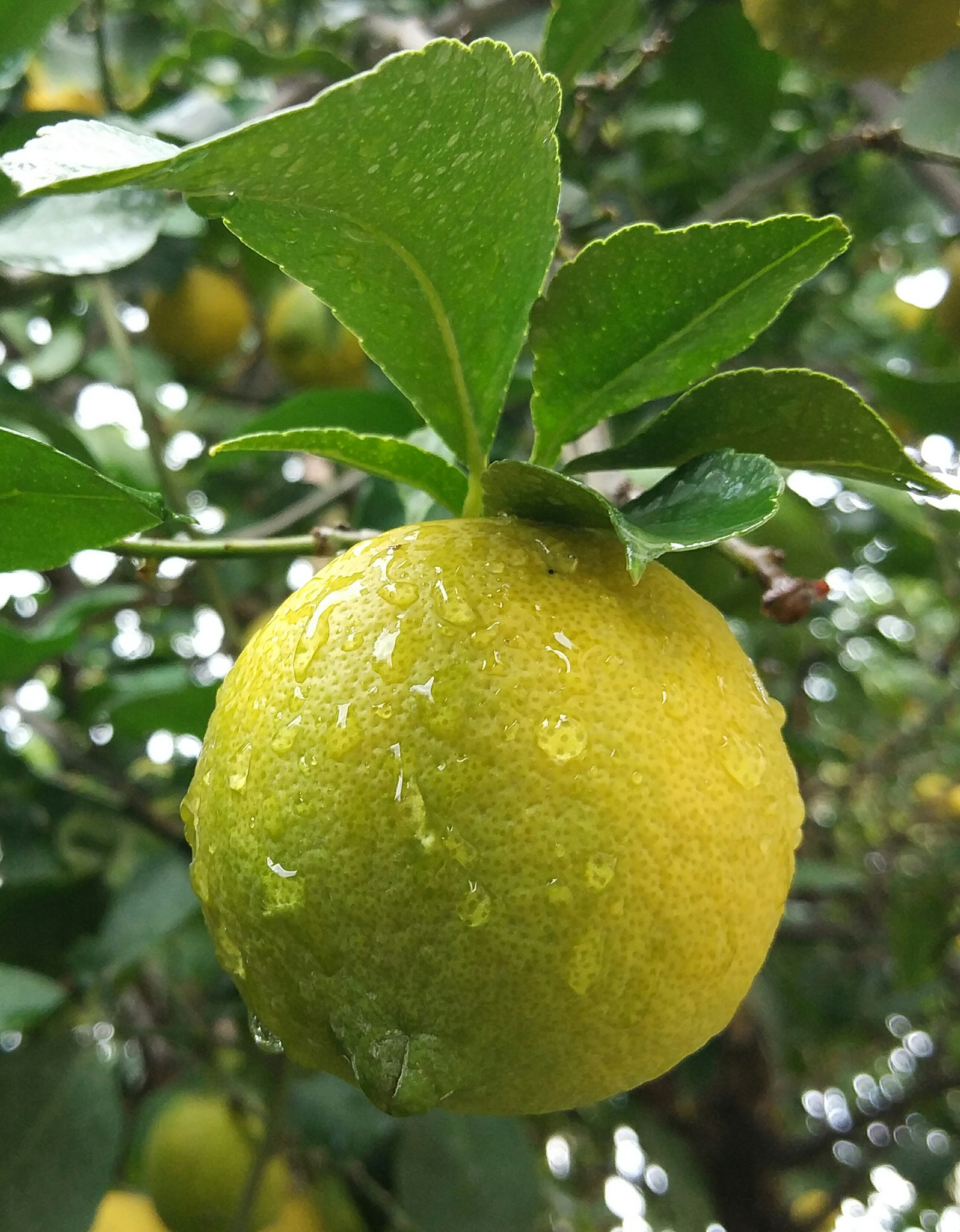 Xiaomi Mi Note2 sample photo