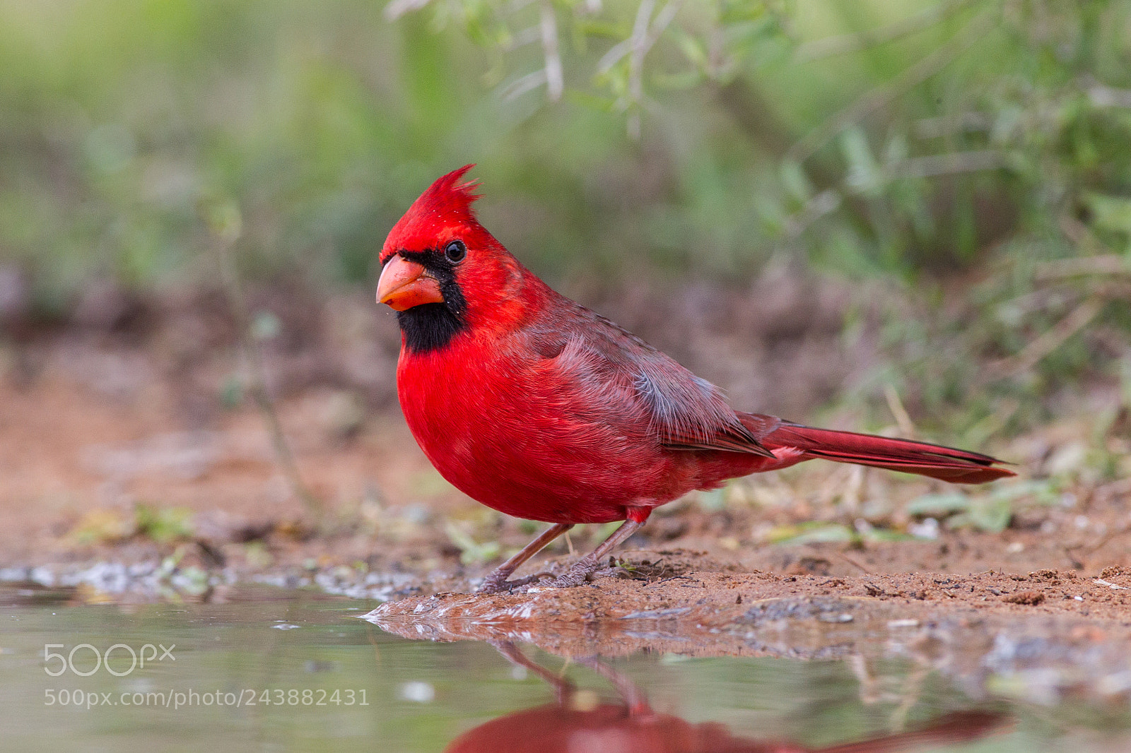 Canon EOS-1D Mark IV sample photo. Northern cardinal photography