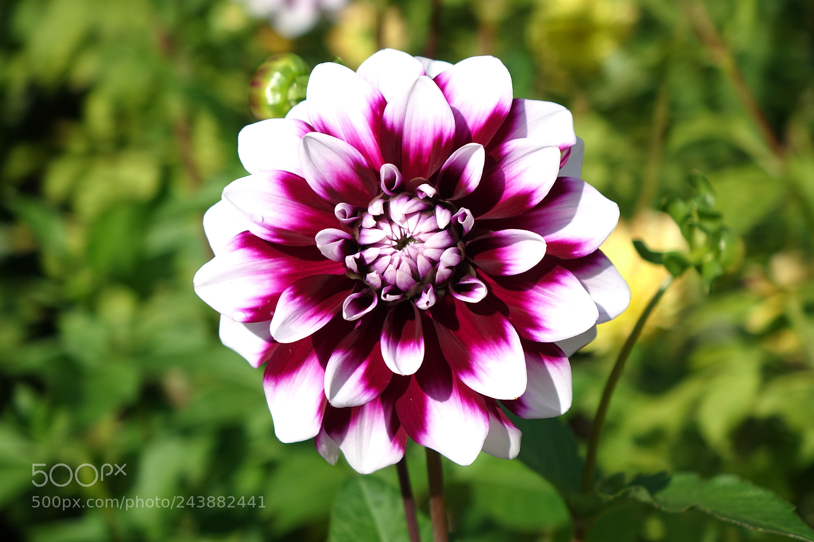 Sony Cyber-shot DSC-RX10 sample photo. Flower 003 - botanical garden photography