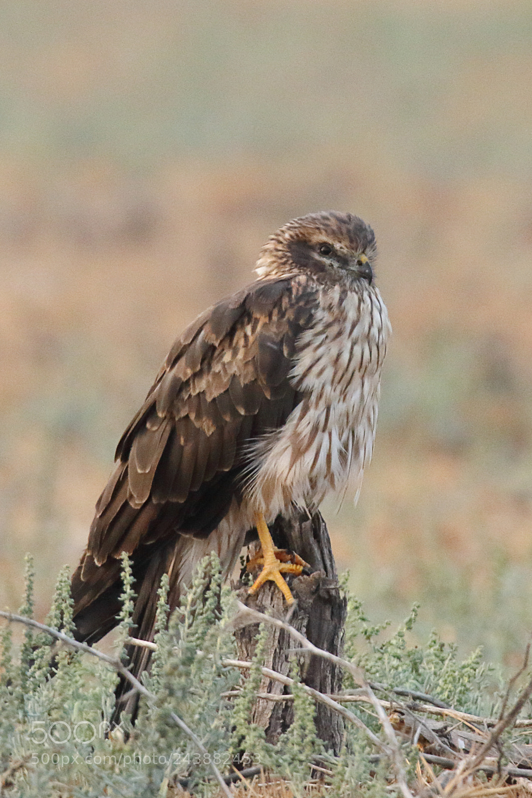Canon EOS 7D Mark II sample photo. Pallid harrier photography