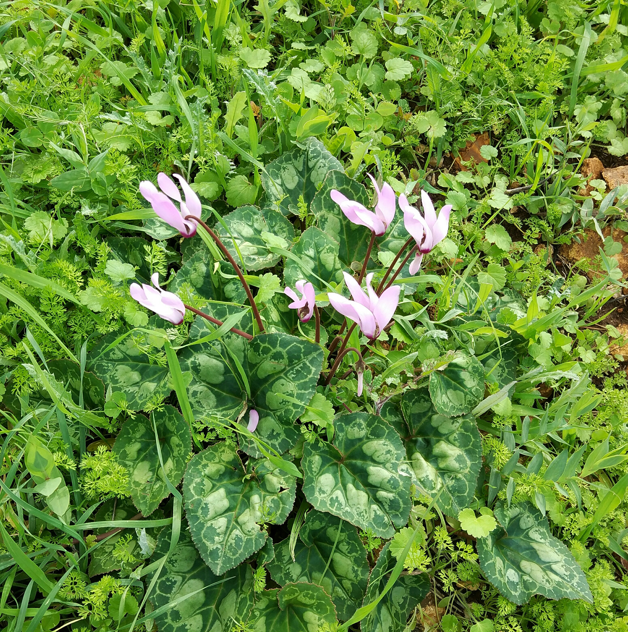 Xiaomi Mi Note2 sample photo