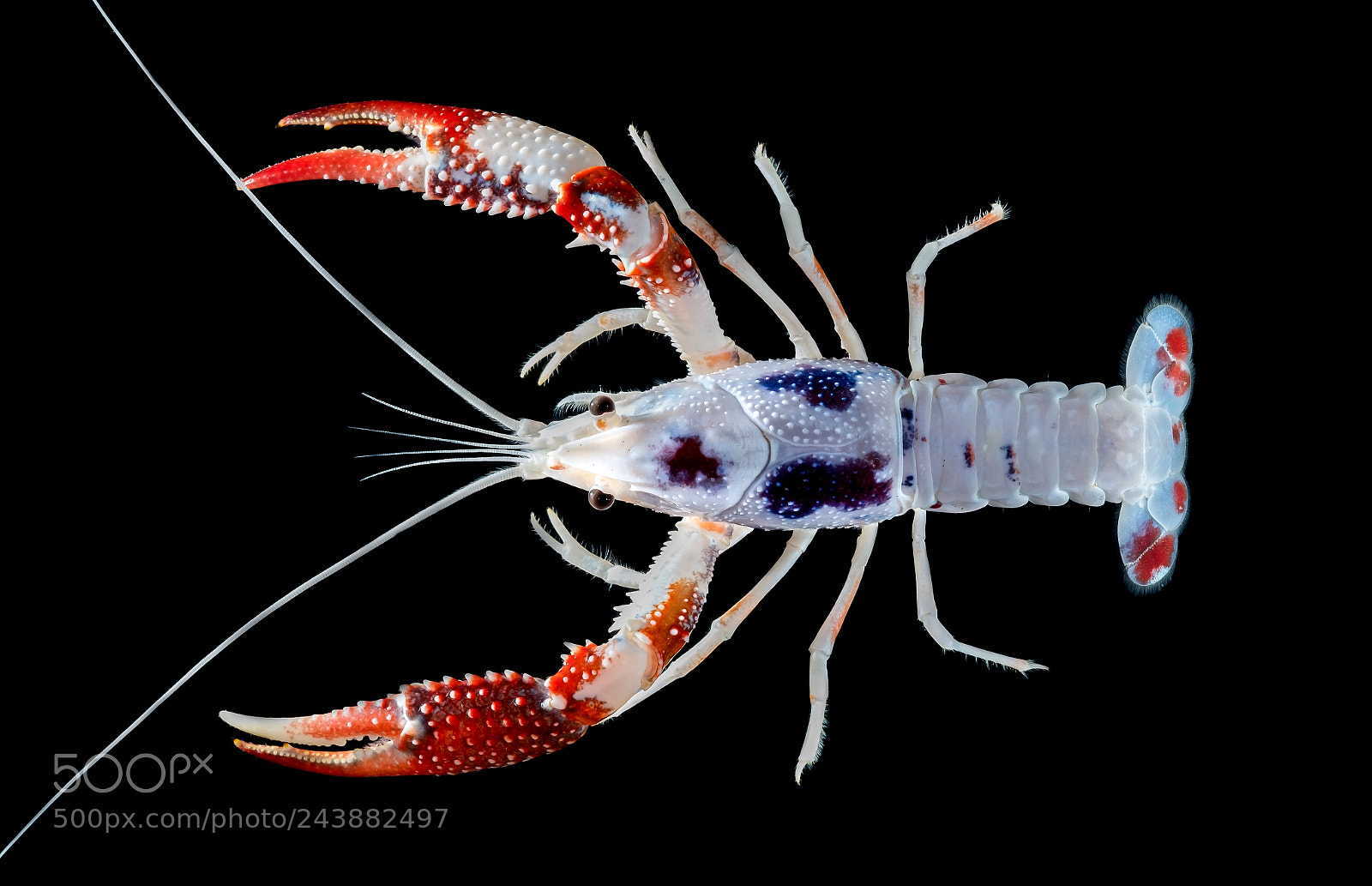 Fujifilm X-T2 sample photo. Crayfish photography