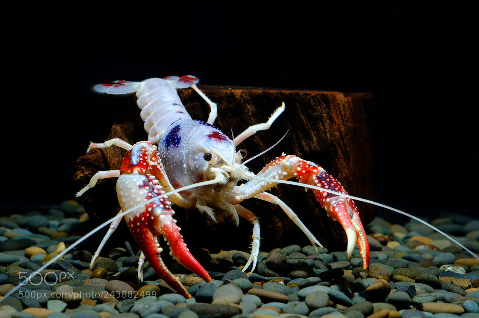 Fujifilm X-T2 sample photo. Crayfish photography