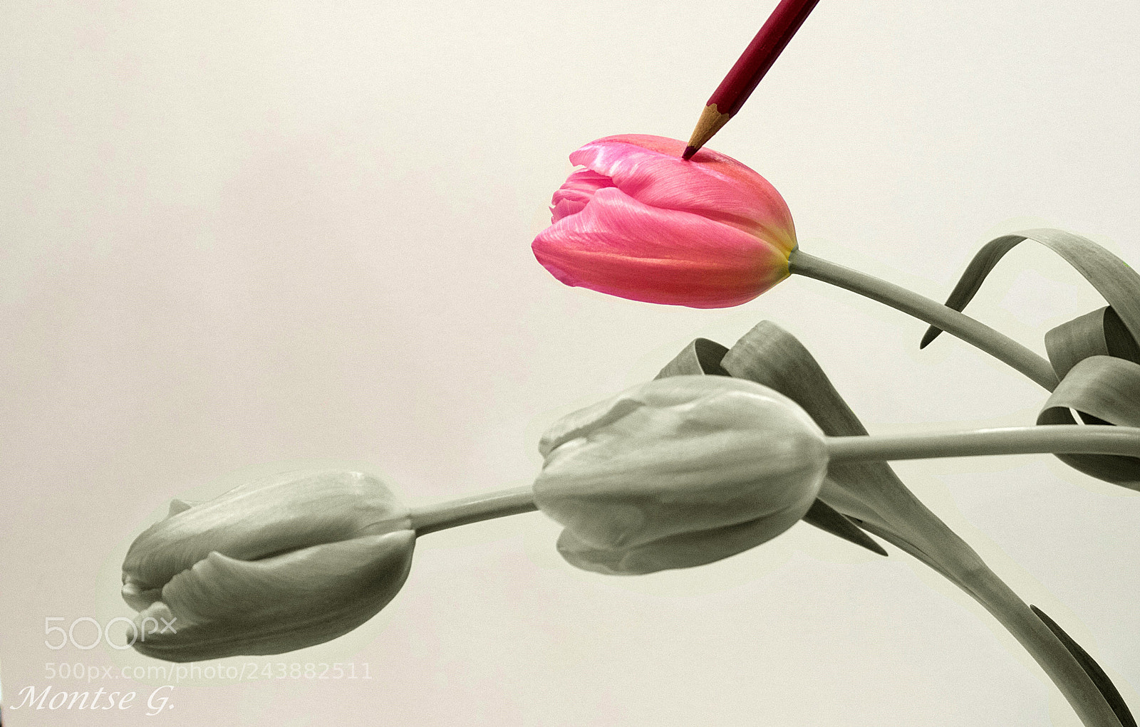 Canon EOS 77D (EOS 9000D / EOS 770D) sample photo. Tulip. photography