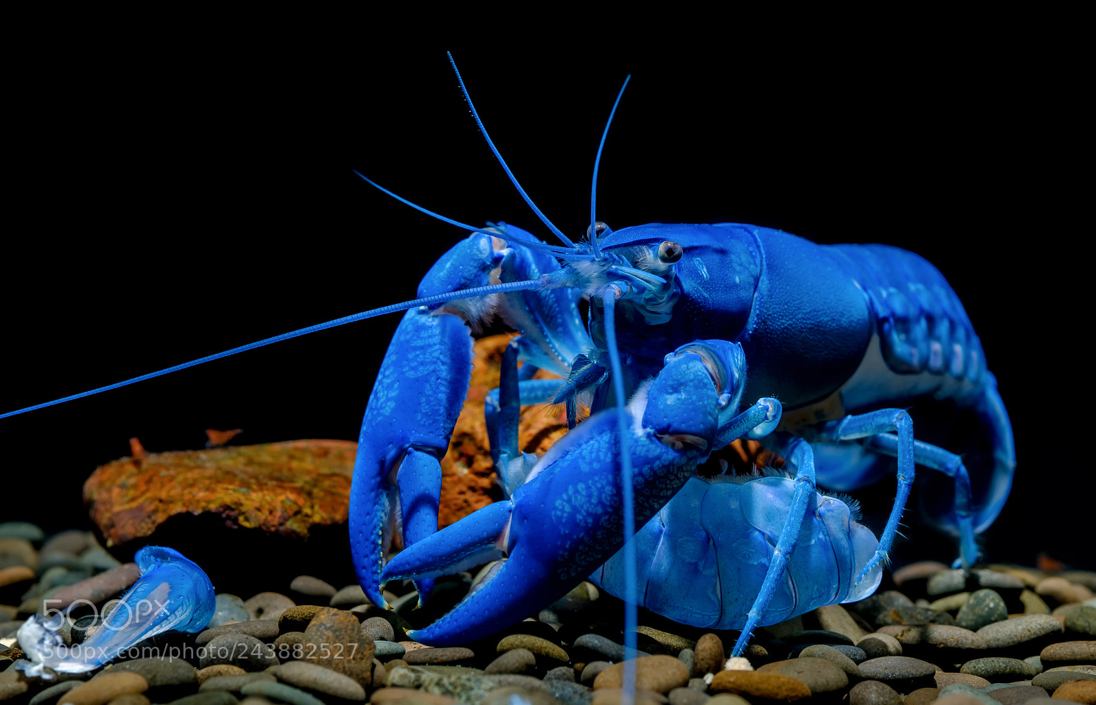 Fujifilm X-T2 sample photo. Crayfish photography