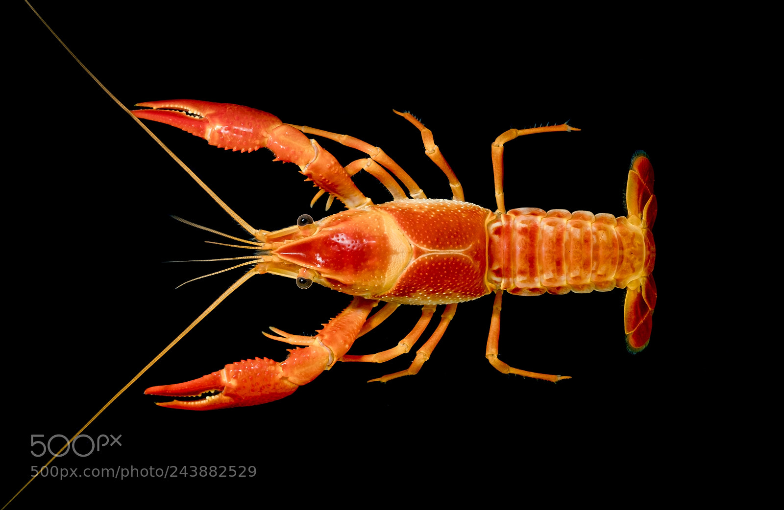 Fujifilm X-T2 sample photo. Crayfish photography