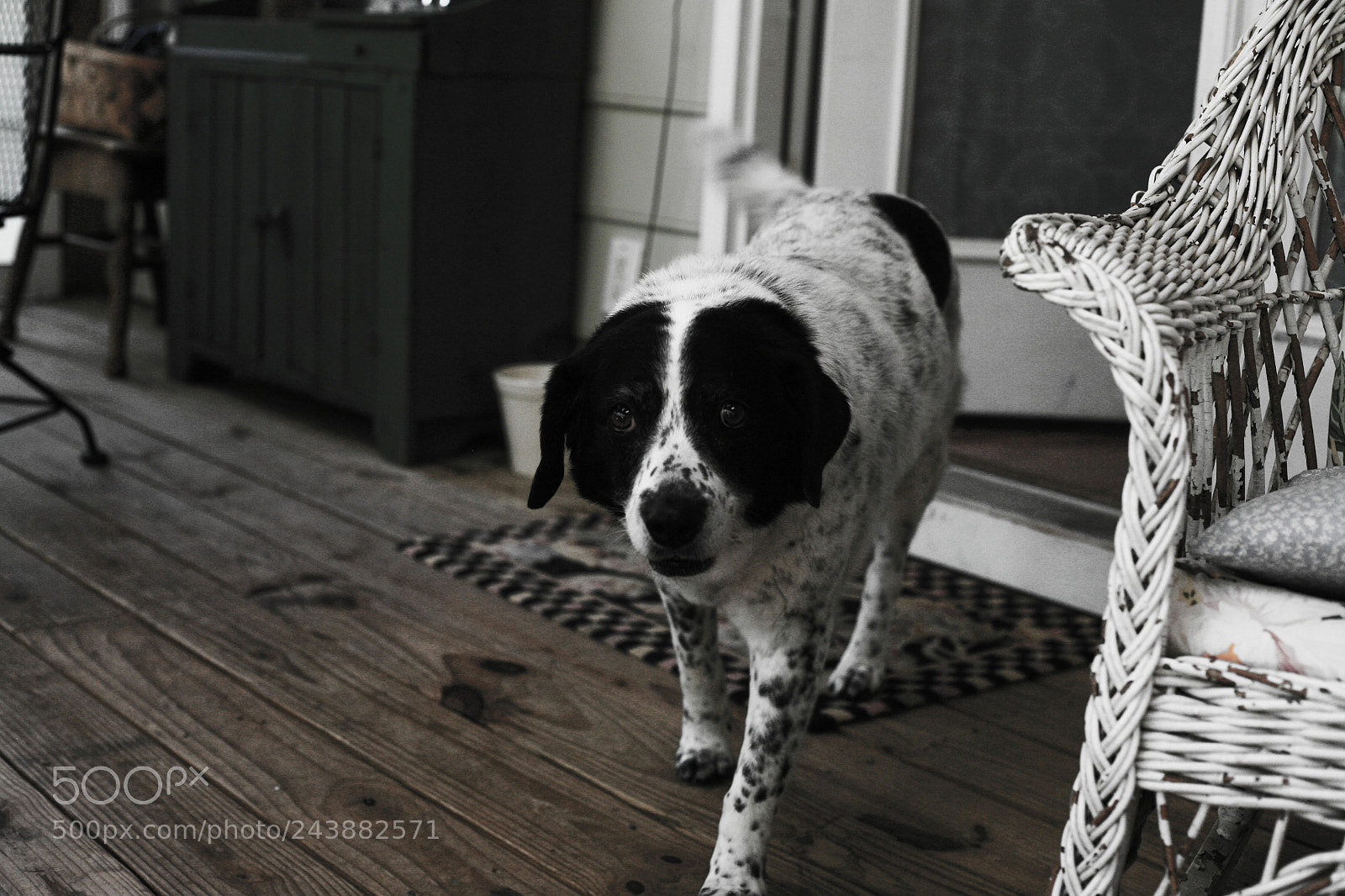 Canon EOS 5D sample photo. Wittle daisy photography