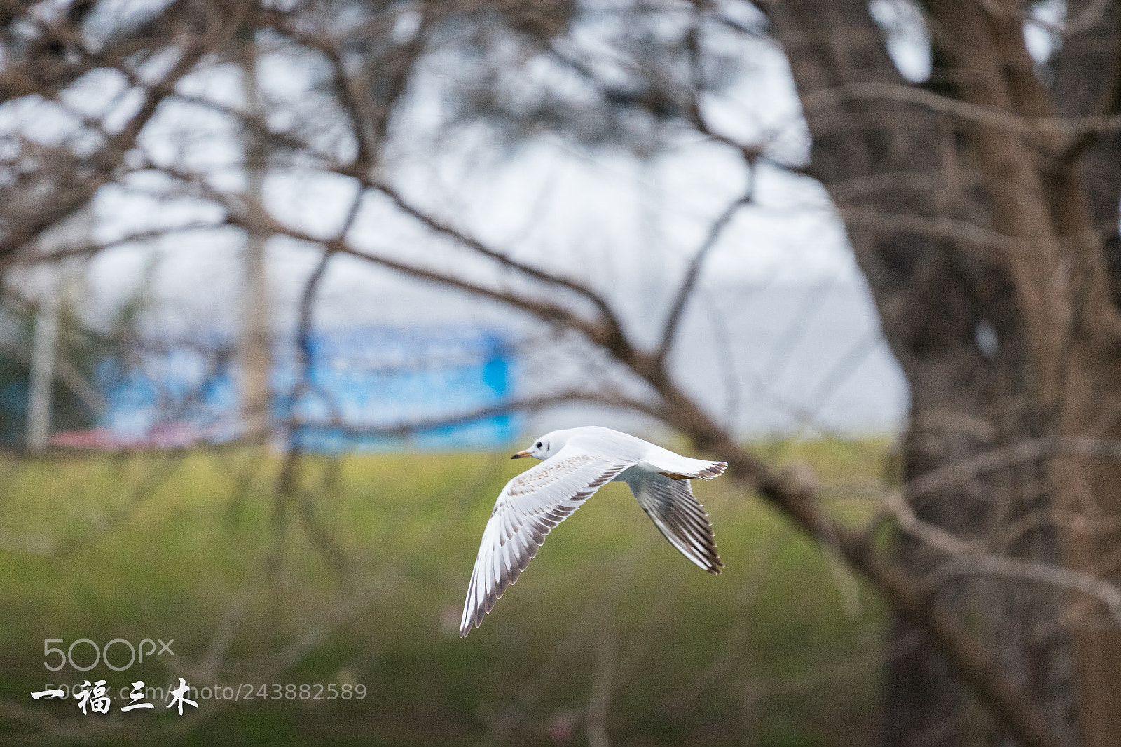 Sony a7 II sample photo. Untitled photography