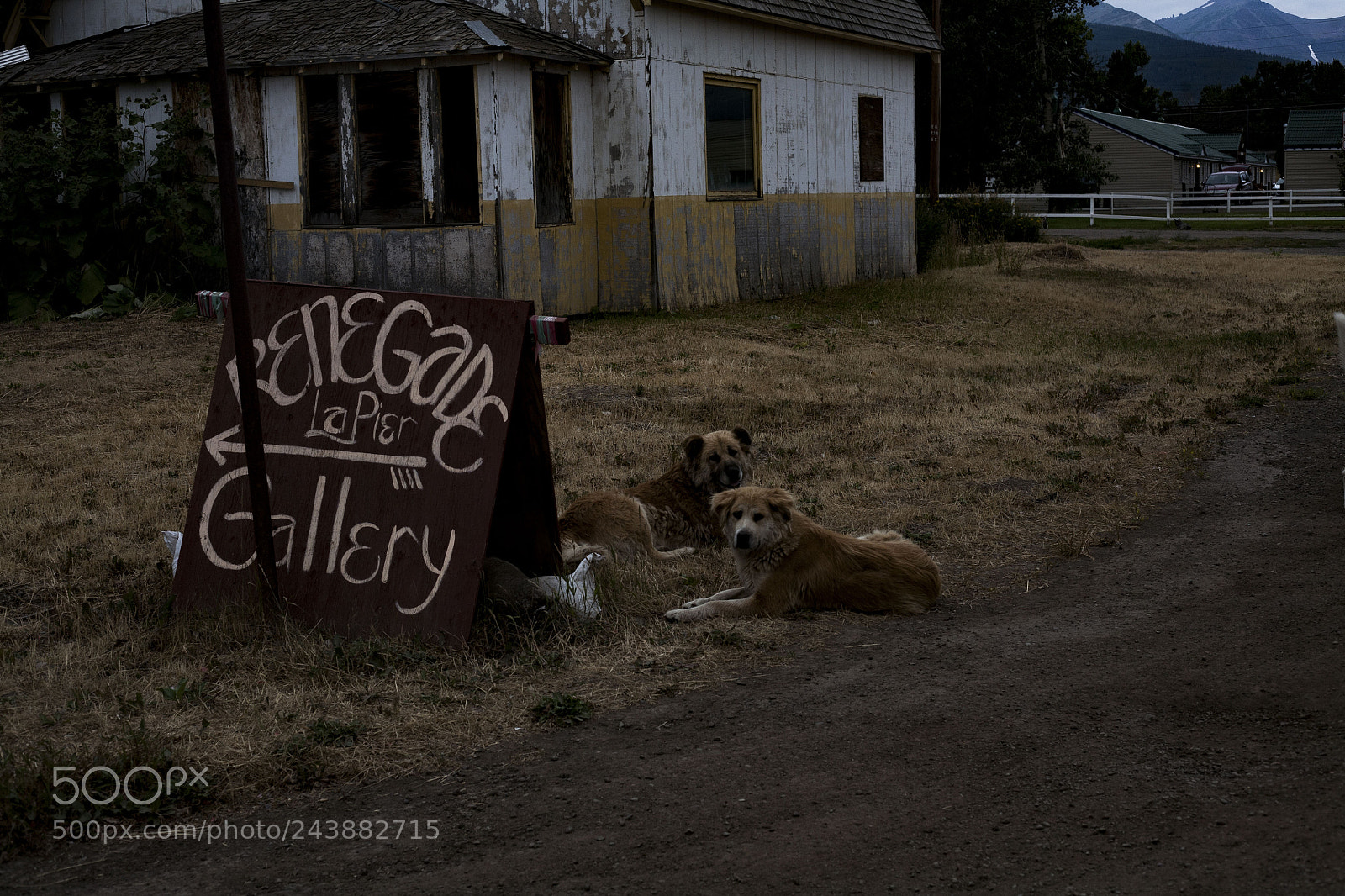 Canon EOS 5D sample photo. Doggos photography