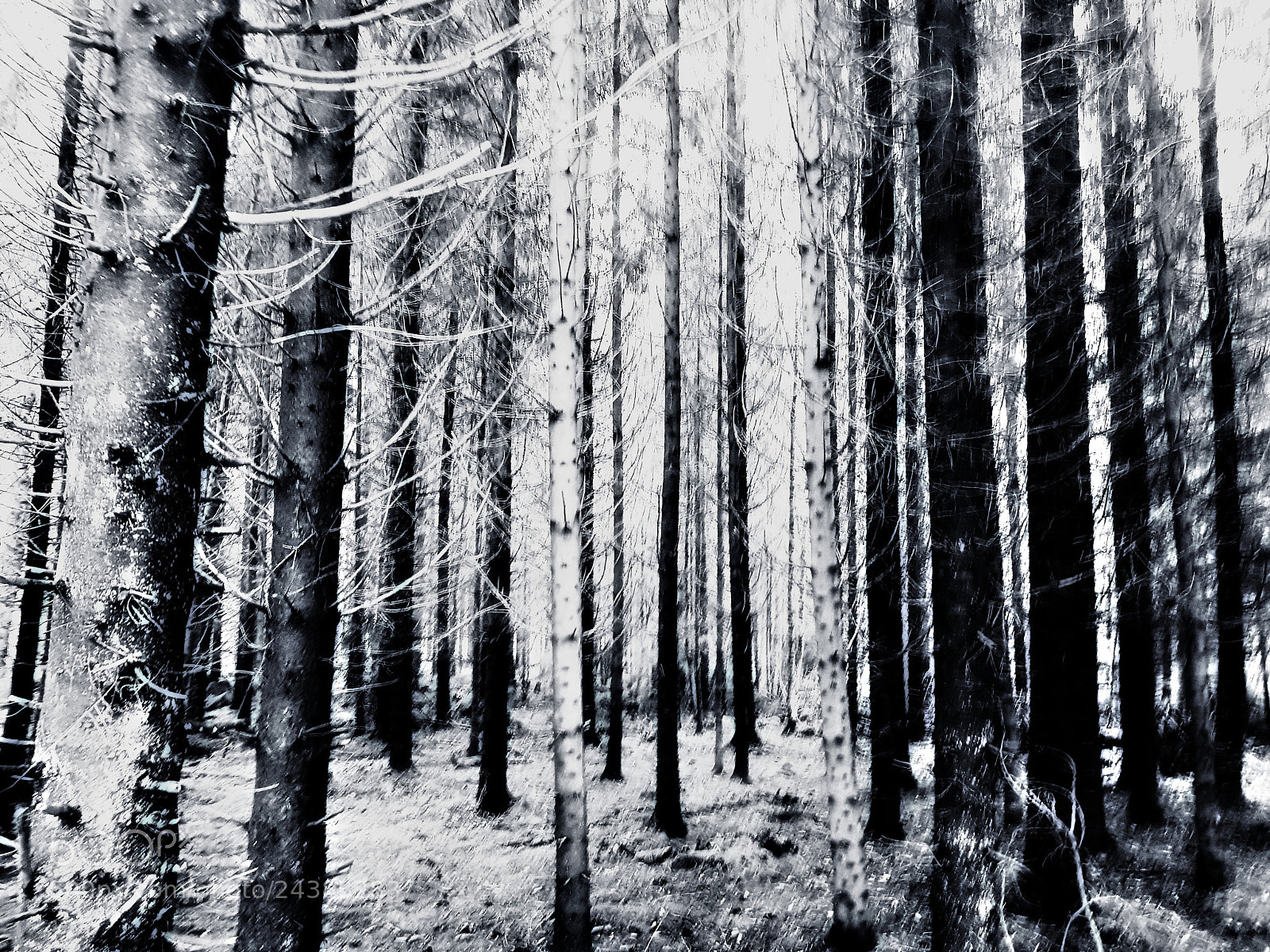 Samsung Galaxy S8 sample photo. Scary woods photography