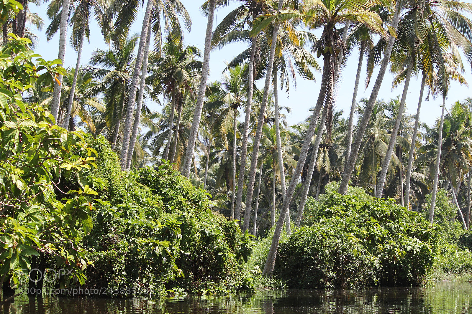 Canon EF-S 55-250mm F4-5.6 IS II sample photo. Backwaters of kerela photography