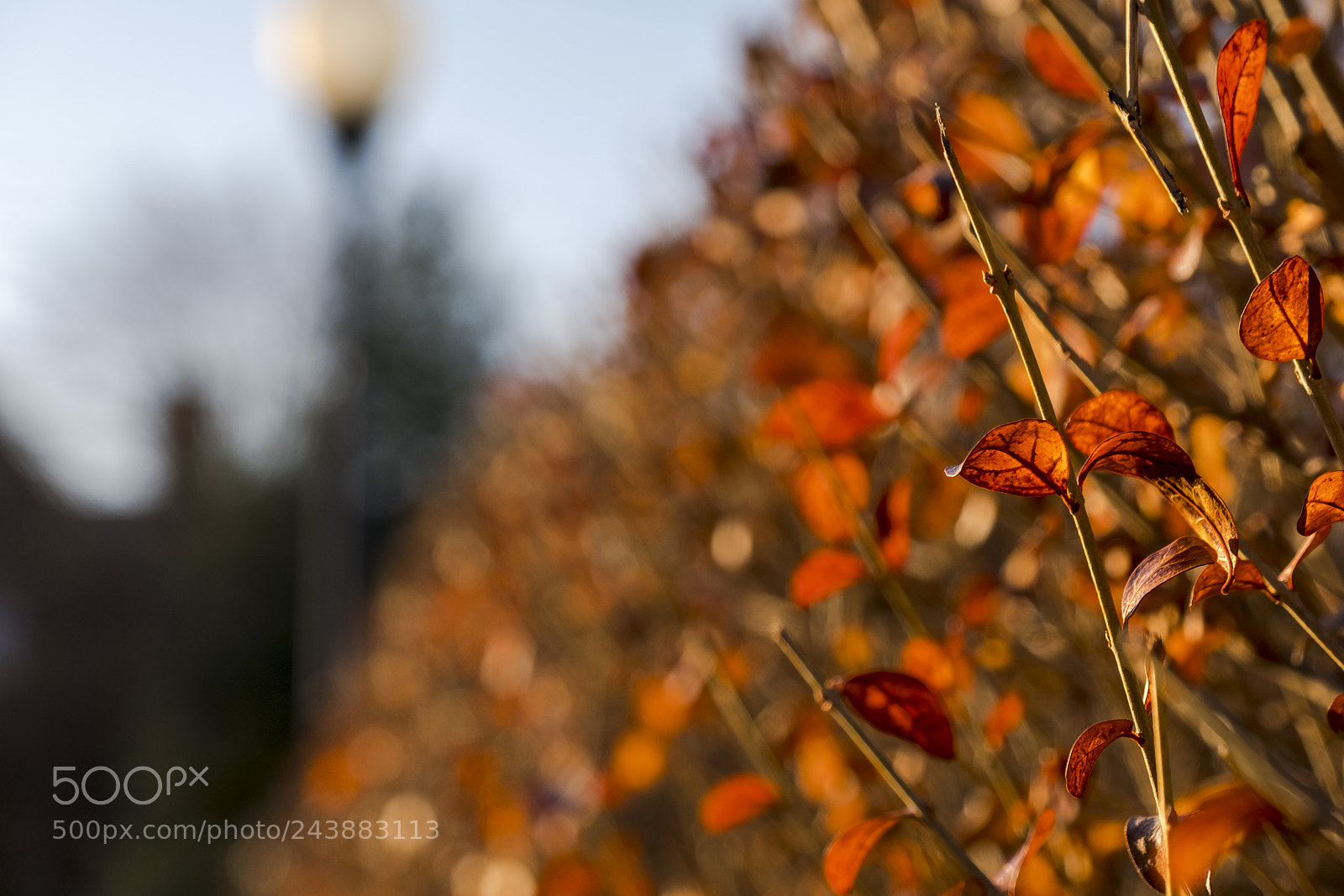 Fujifilm X-E3 sample photo. Backlit leaves. photography