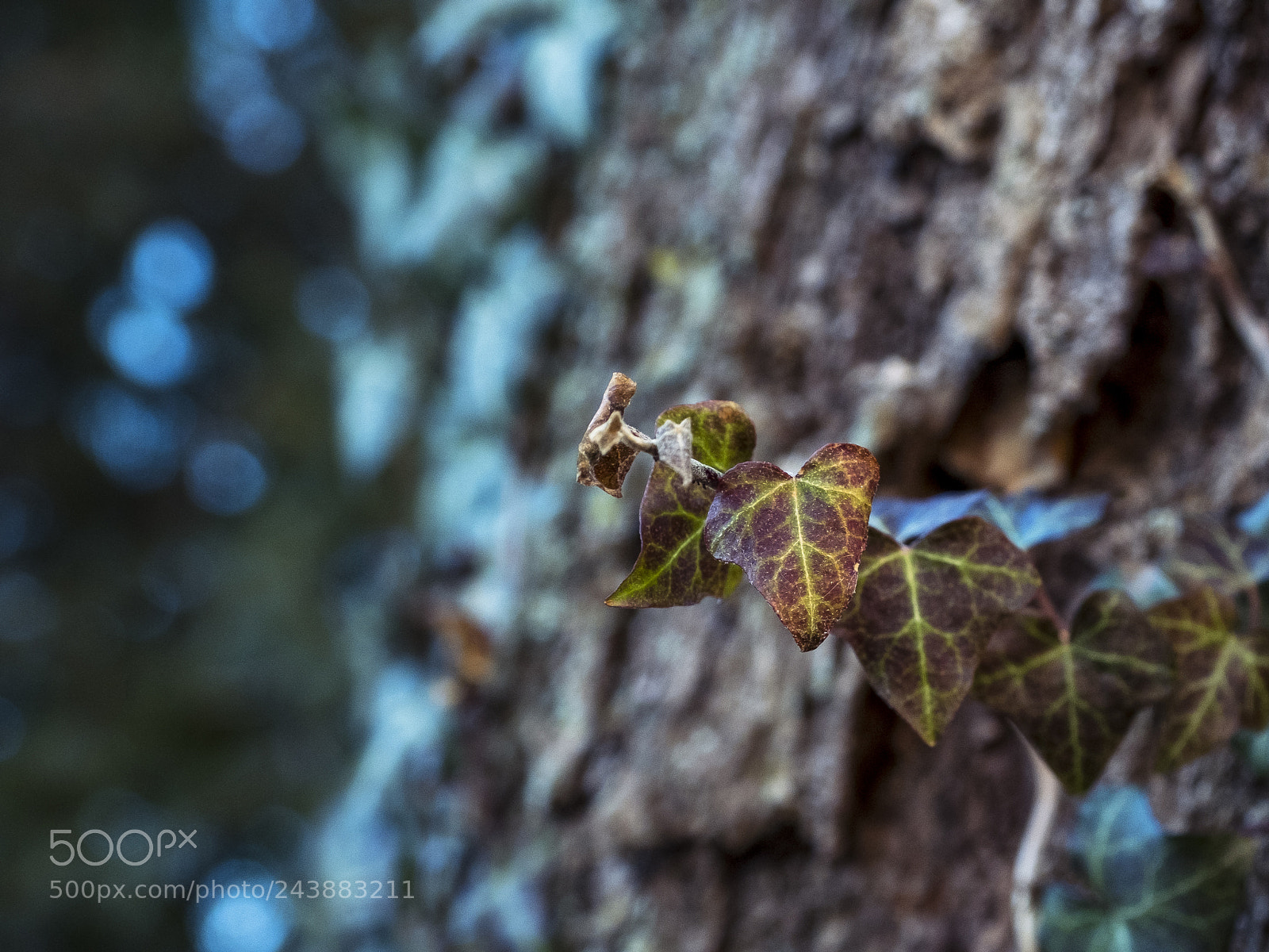 Fujifilm X-E3 sample photo. Leaves. photography