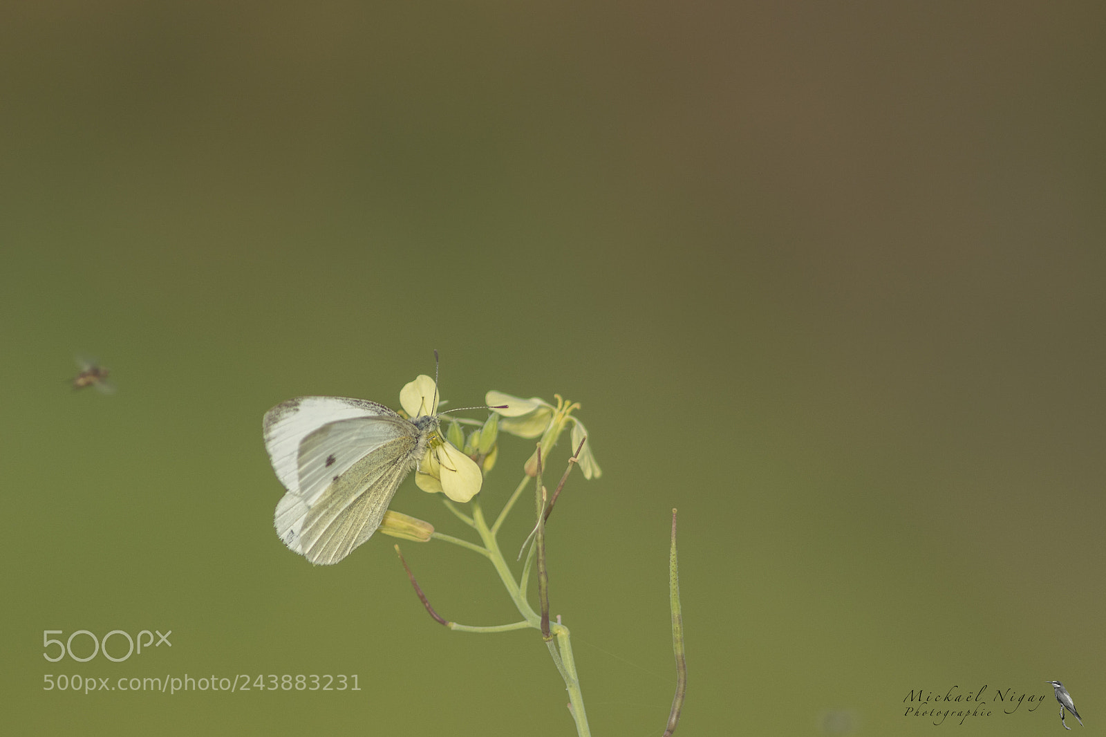 Canon EOS 7D Mark II sample photo. Papillon photography