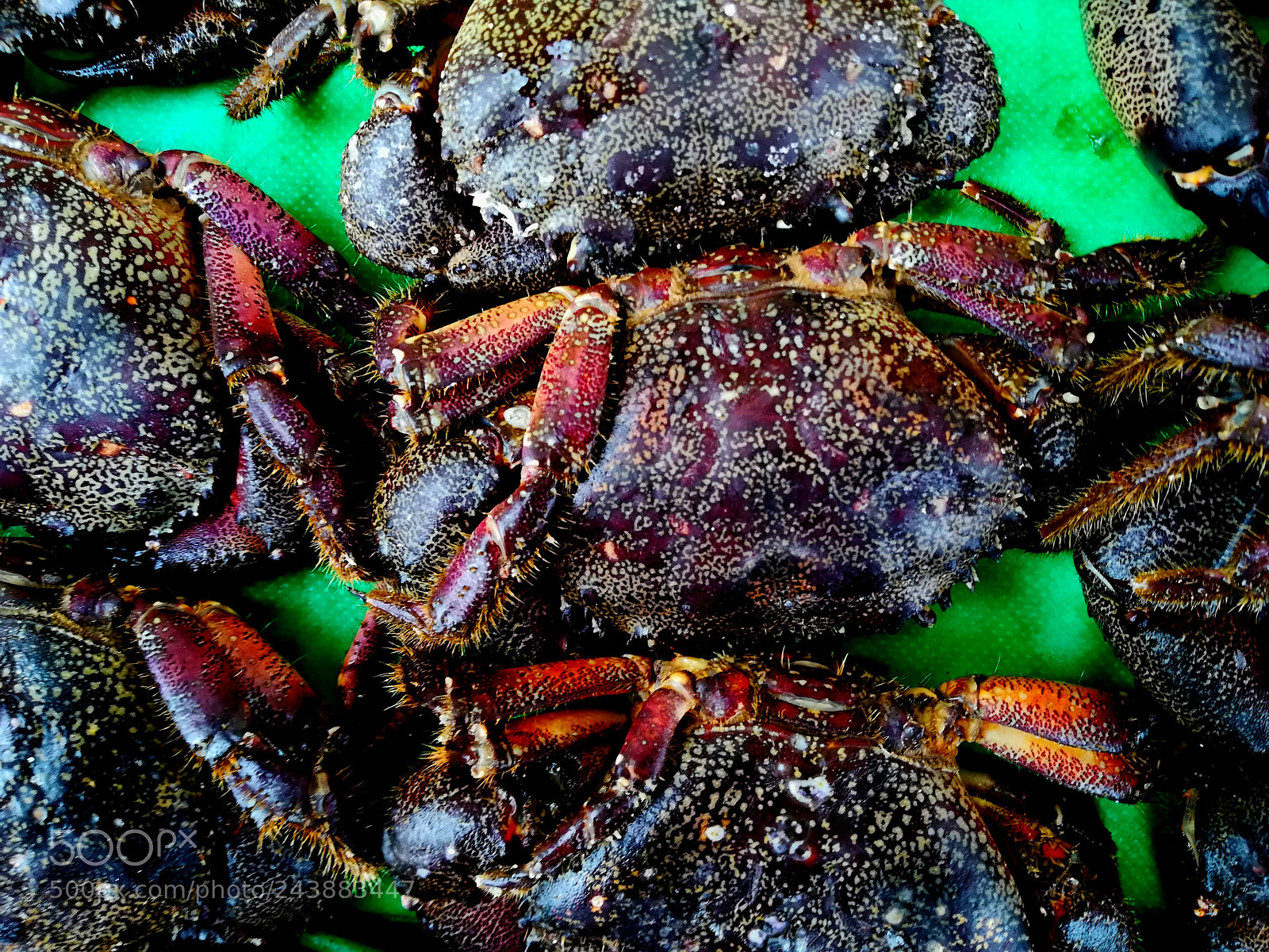 HUAWEI P10 lite sample photo. Crabs photography