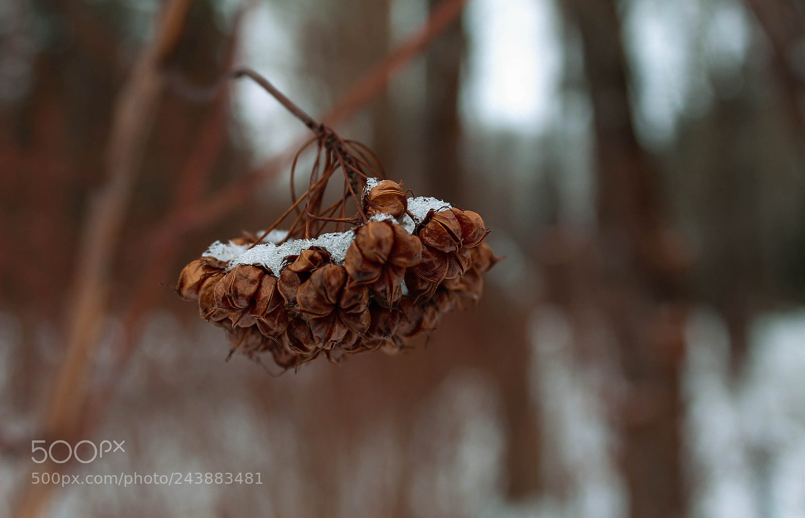 Canon EOS 1100D (EOS Rebel T3 / EOS Kiss X50) sample photo. Alone in the forest photography