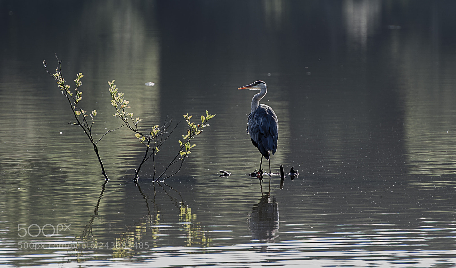 Nikon D700 sample photo. Heron on the lake photography