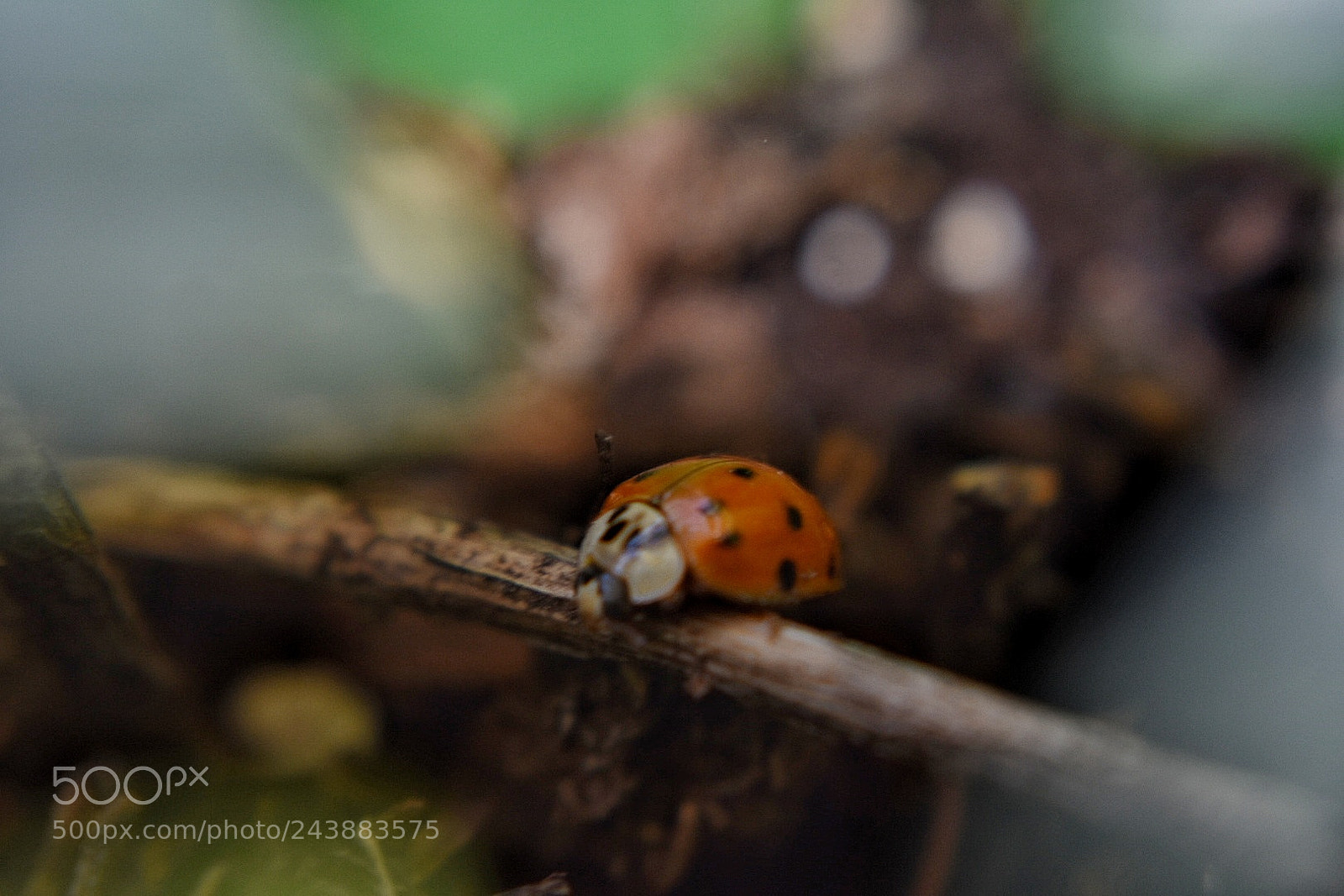 Nikon D3400 sample photo. Lady bug photography