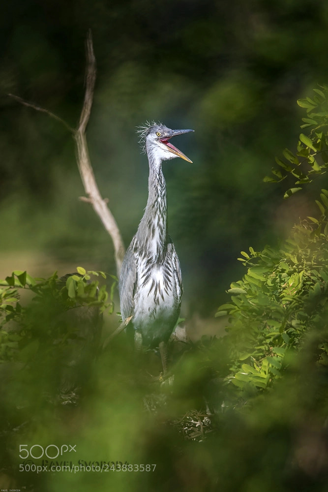 Nikon D5 sample photo. Grey heron photography
