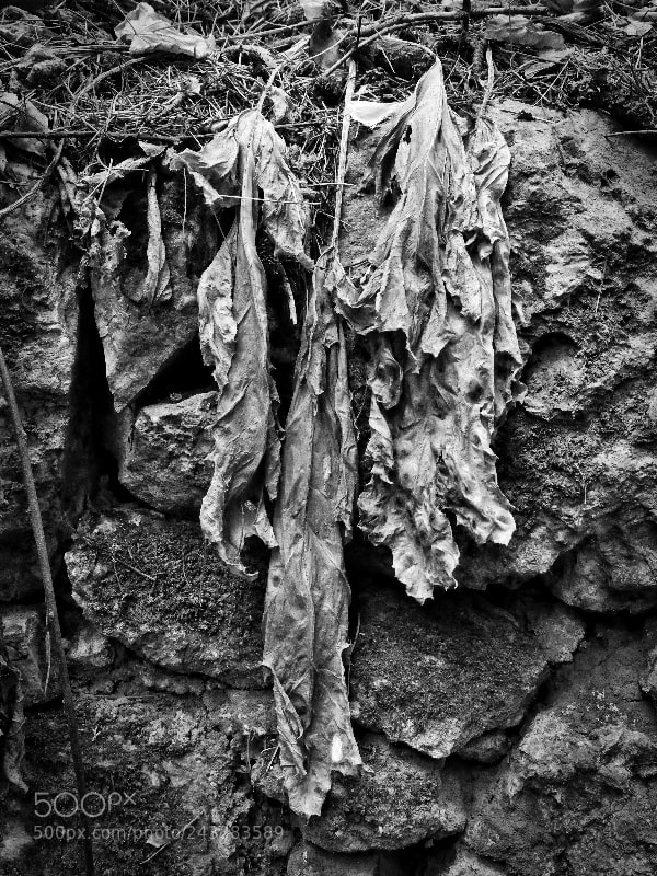 Fujifilm X20 sample photo. Untitled photography