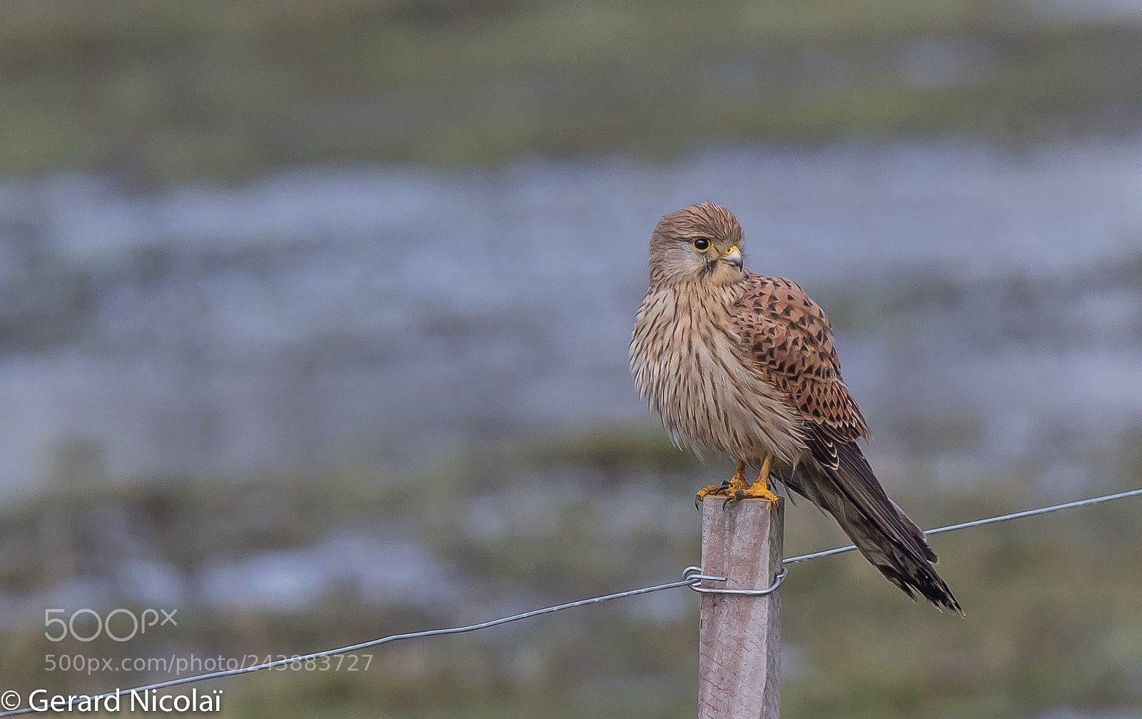 Canon EOS 7D Mark II sample photo. Kestrel photography