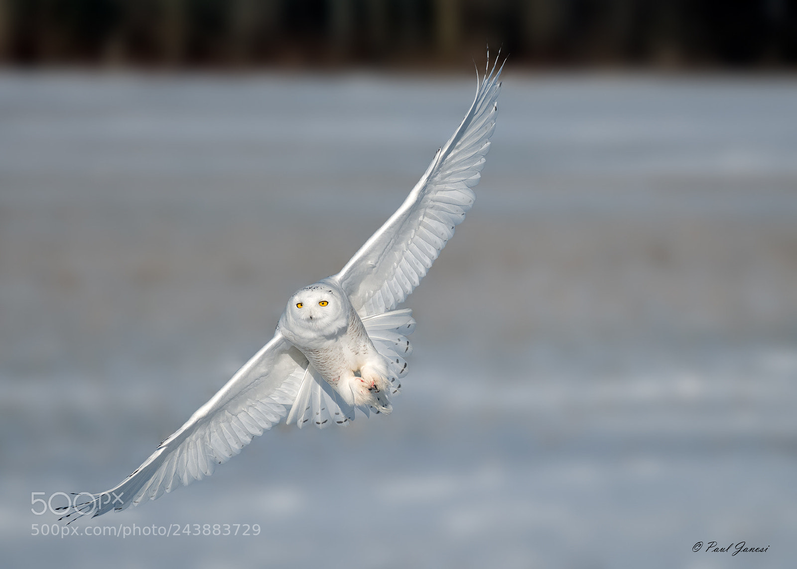 Nikon D850 sample photo. Snowy owl photography