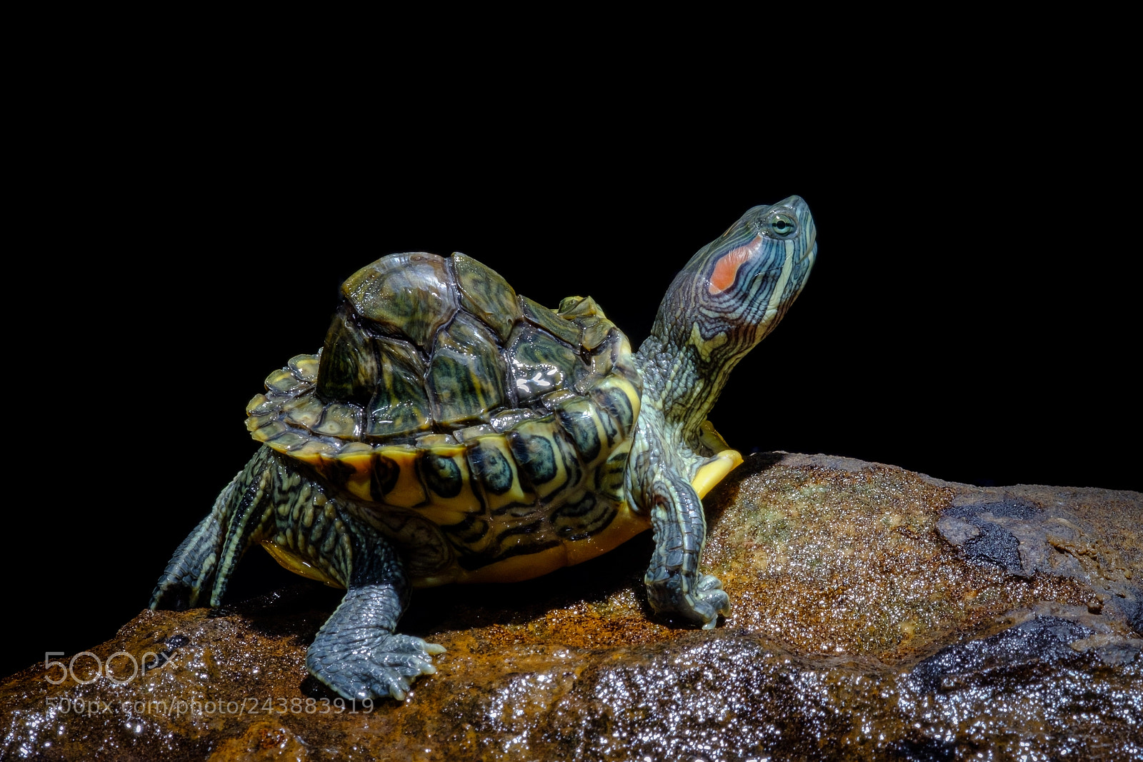 Fujifilm X-T2 sample photo. Turtle photography