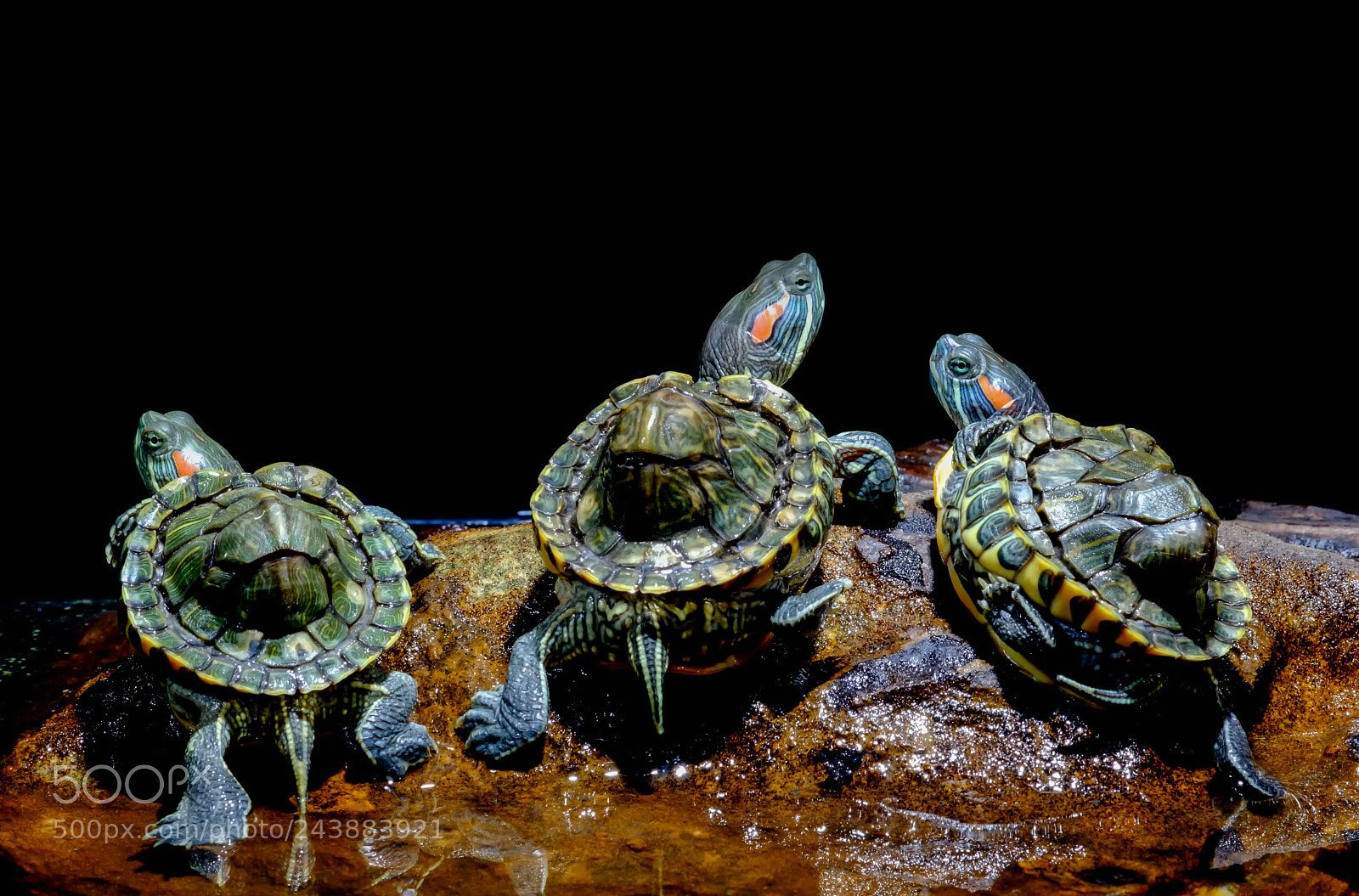 Fujifilm X-T2 sample photo. Turtle photography