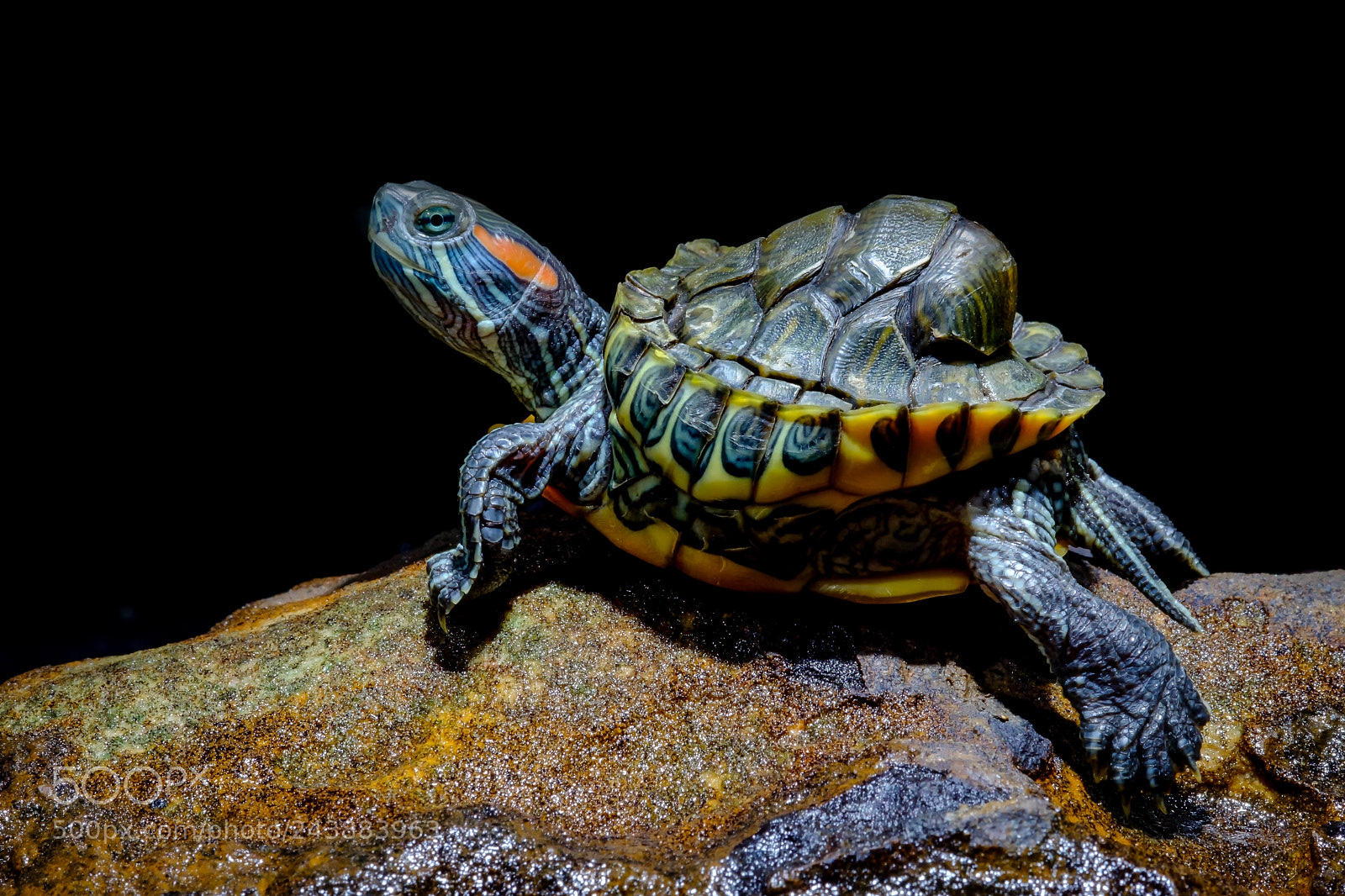 Fujifilm X-T2 sample photo. Turtle photography