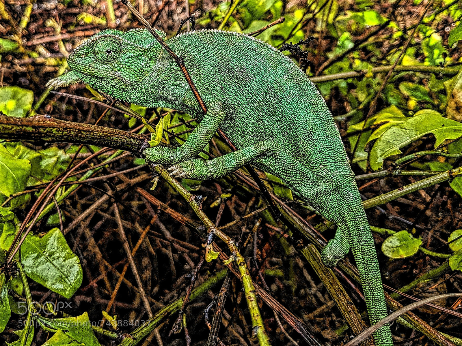 Google Pixel 2 XL sample photo. Mvimg_20180123_084511-01.jpg photography