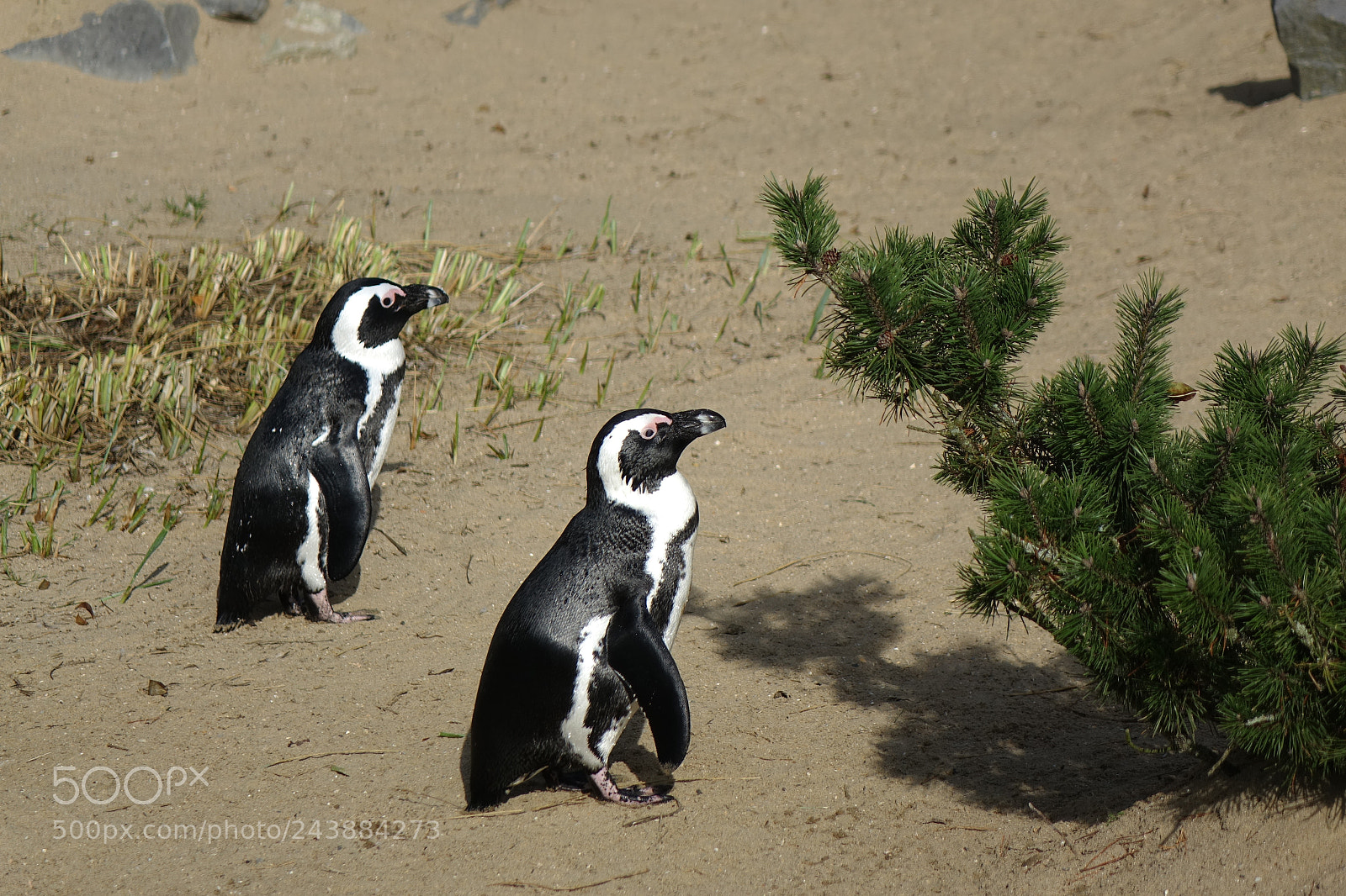 Sony Cyber-shot DSC-RX10 sample photo. Pinguins lost in the photography