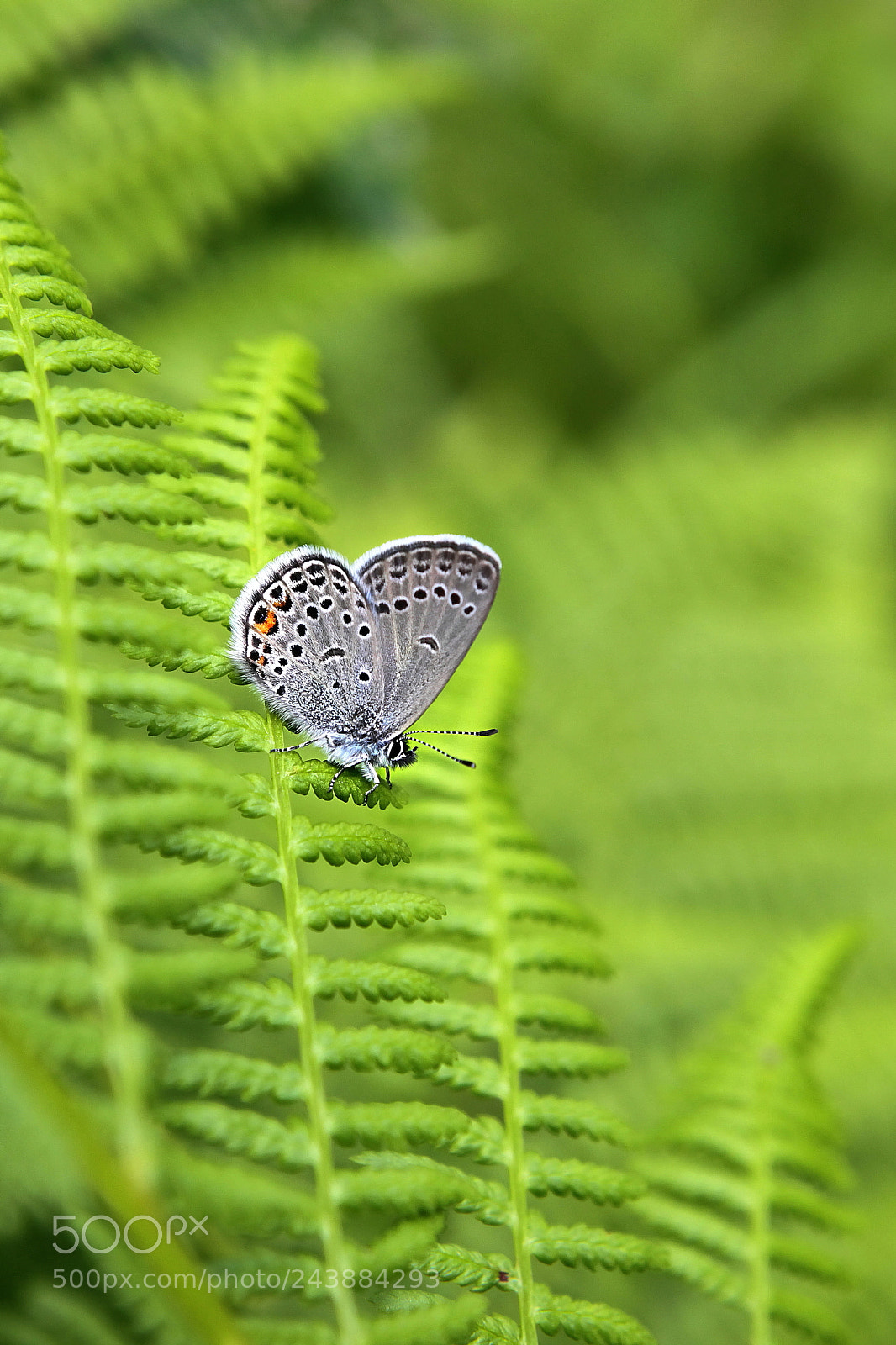 Canon EF 24-70mm F2.8L USM sample photo. Fern and common blue photography