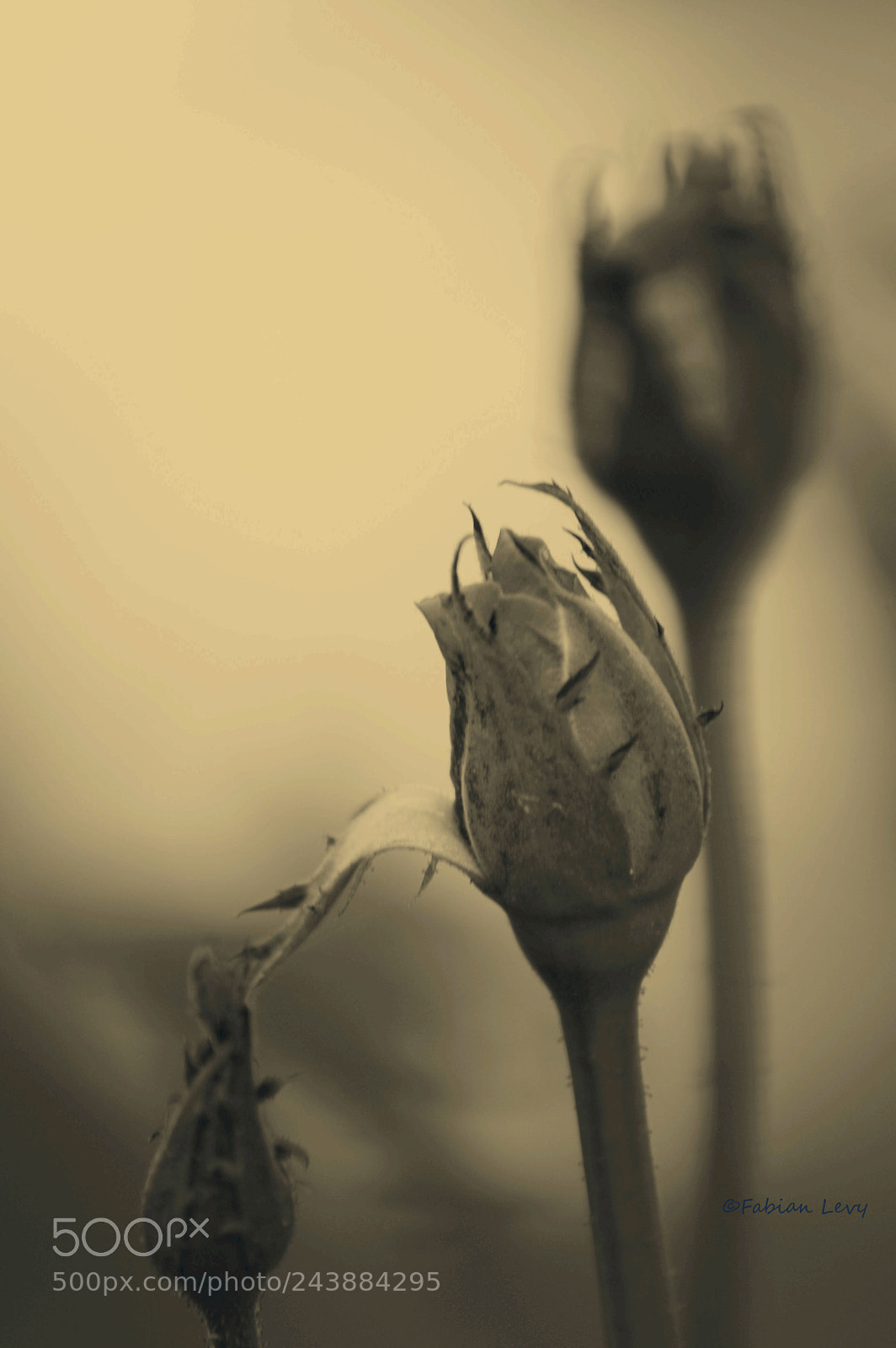 Nikon D3200 sample photo. Rosepia photography