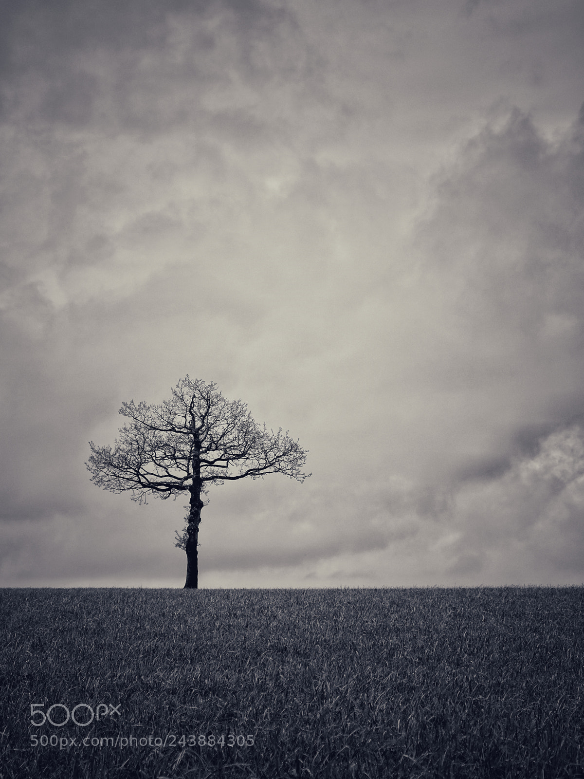 Fujifilm X-E3 sample photo. Solitaire photography